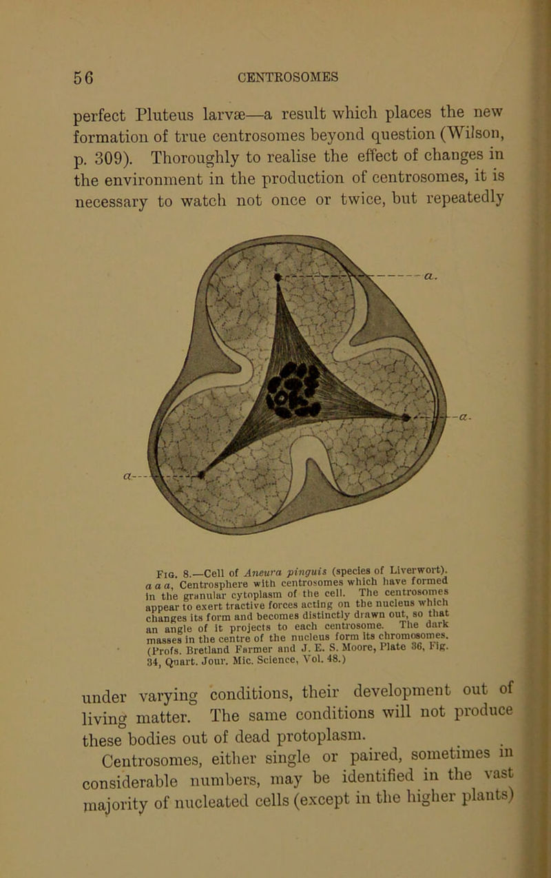 perfect Pluteus larvae—a result which places the new formation of true centrosomes beyond question (Wilson, p. 309). Thoroughly to realise the effect of changes in the environment in the production of centrosomes, it is necessary to watch not once or twice, but repeatedly Fig. 8.—Cell of Aneura pinguis (species of Liverwort). a a a, Centrosphere with centrosomes which have formed In the granular cytoplasm of the cell. The centrosomes appear to exert tractive forces acting on the nucleus which changes its form and becomes distinctly drawn out, so that an angle of it projects to eacli centrosome. The dark masses in tlie centre of the nucleus form its chromMomes. (Profs. Bretland Farmer and J. E. S. Moore, Plate 36, Fig. 34, Quart. Jour. Mic. Science, Vol. 48.) under varying conditions, their development out of living matter. The same conditions will not produce these bodies out of dead protoplasm. ^ Centrosomes, either single or paired, sometimes m considerable numbers, may be identified in the vast majority of nucleated cells (except in the higher plants)