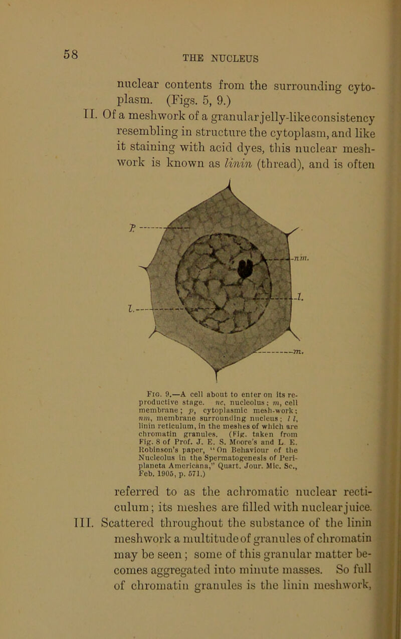 nuclear contents from the surrounding cyto- plasm. (Figs. 5, 9.) TI. Of a meshwork of a granular jelly-like consistency resembling in structure the cytoplasm, and like it staining with acid dyes, this nuclear mesh- work is known as linin (thread), and is often Fig. 9.—A cell about to enter on its re- productive stage. «c, nucleolus; »i, cell membrnne; p, cytoplasmic mesli-work; nm, membrane surrounding nucleus ; 11, linin reticulum, in the meshes of wliich are chromatin granules. (Hig. taken from Fig. 8 of Prof. J. E. S. Moore’s and L. E. Kobinson's paper, “ On Behaviour of the Nucleolus in the Spermatogenesis of I’eri- planeta Americana,” Quart. Jour. Mic. Sc., Feb. 1905, p. 571.) referred to as the achromatic nuclear recti- culum; its meshes are filled with nuclear juice. III. Scattered throughout the substance of the linin meshwork a multitude of granules of chromatin may be seen; some of this granular matter be- comes aggregated into minute masses. So full of chromatin granules is the linin meshwork, .m.