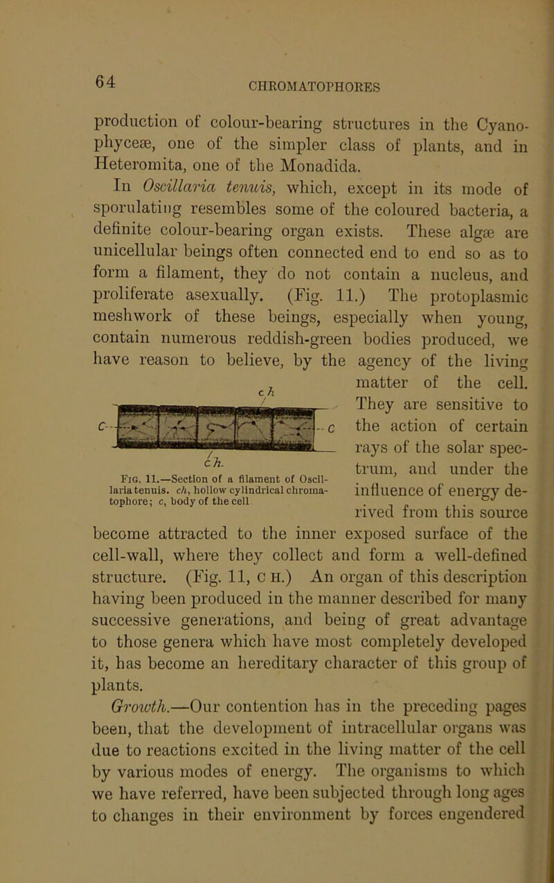 CHROMATOPHORES production of colour-bearing structures in the Cyano- phycese, one of the simpler class of plants, and in Heteromita, one of the Monadida. In Oscillaria tenuis, which, except in its mode of sporulatiog resembles some of the coloured bacteria, a definite colour-bearing organ exists. These algae are unicellular beings often connected end to end so as to form a filament, they do not contain a nucleus, and proliferate asexually. (Fig- 11.) The protoplasmic meshwork of these beings, especially when young, contain numerous reddish-green bodies produced, we have reason to believe, by the agency of the living matter of the cell. They are sensitive to the action of certain rays of the solar spec- trum, and under the influence of energy de- rived from this source become attracted to the inner exposed surface of the cell-wall, where they collect and form a well-defined structure. (Fig. 11, C H.) An organ of this description having been produced in the manner described for many successive generations, and being of great advantage to those genera which have most completely developed it, has become an hereditary character of this group of plants. Growth.—Our contention has in the preceding pages been, that the development of intracellular organs was due to reactions excited in the living matter of the cell by various modes of energy. The organisms to which we have referred, have been subjected through long ages to changes in their environment by forces engendered Fig. 11.—Section of a filament of Oscil- laiia tenuis, ch, liollow cylindrical cliroina- tophore; c, body of the cell