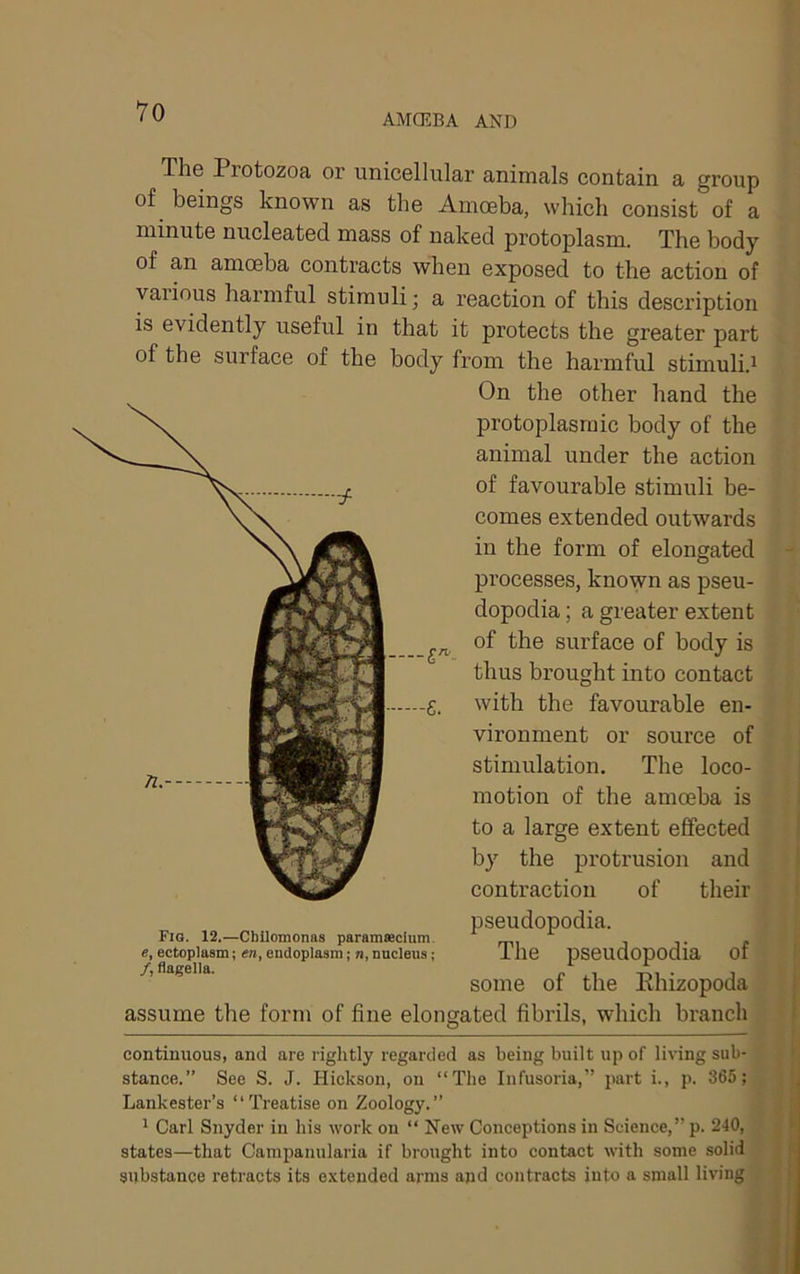 AMCEBA AND The Protozoa or unicellular animals contain a group of beings known as the Amoeba, which consist of a minute nucleated mass of naked protoplasm. The body of an amoeba contracts when exposed to the action of vaiious harmful stimuli; a reaction of this description is evidently useful in that it protects the greater part of the surface of the body from the harmful stimuli.^ On the other hand the protoplasmic body of the animal under the action of favourable stimuli be- comes extended outwards in the form of elongated processes, known as pseu- dopodia ; a greater extent of the surface of body is thus brought into contact with the favourable en- vironment or source of stimulation. The loco- motion of the amoeba is to a large extent effected by the protrusion and contraction of their pseudopodia. The pseudopodia of some of the Ehizopoda assume the form of fine elongated fibrils, which branch continuous, and are rightly regarded as being built up of living sub- stance.” See S. J. Hiekson, on “The Infusoria,” part i., p. 365; Lankester’s “Treatise on Zoology.” ^ Carl Snyder in his work on “ New Conceptions in Science,” p. 240, states—that Campanularia if brought into contact with some solid substance retracts its extended arms and contracts into a small living