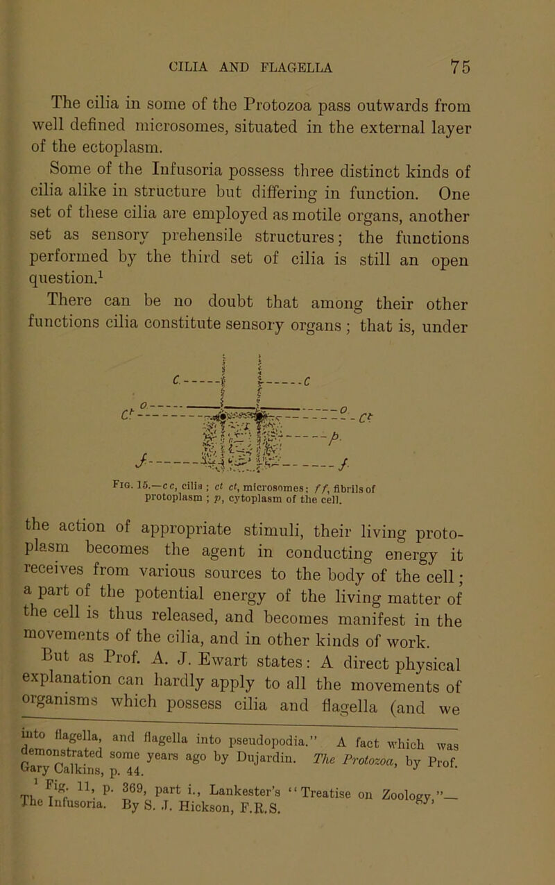 The cilia in some of the Protozoa pass outwards from well defined microsomes, situated in the external layer of the ectoplasm. Some of the Infusoria possess three distinct kinds of cilia alike in structure but differing in function. One set of these cilia are employed as motile organs, another set as sensory prehensile structures; the functions performed by the third set of cilia is still an open question.^ There can be no doubt that among their other functions cilia constitute sensory organs ; that is, under the action of appropriate stimuli, their living proto- plasm becomes the agent in conducting energy it receives from various sources to the body of the cell; a part of the potential energy of the living matter of the cell is thus released, and becomes manifest in the movements of the cilia, and in other kinds of work. But as Prof. A. J. Ewart states: A direct physical explanation can hardly apply to all the movements of organisms which possess cilia and flagella (and we c c Fig. 15.—cc, cilia ; ct ct, mierosnines; //, fibrils of protoplasm ; p, cytoplasm of the cell.