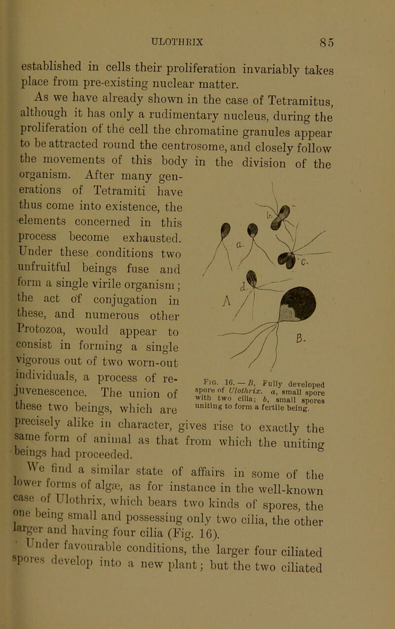 established in cells their proliferation invariably takes place from pre-existing nuclear matter. As we have already shown in the case of Tetramitus, although it has only a rudimentary nucleus, during the proliferation of the cell the chromatine granules appear to be attracted round the centrosome, and closely follow the movements of this body in the division of the organism. After many gen- erations of Tetramiti have thus come into existence, the ■elements concerned in this process become exhausted. Under these conditions two unfruitful beings fuse and form a single virile organism ; the act of conjugation in these, and numerous other Protozoa, would appear to consist in forming a single vigorous out of two worn-out individuals, a process of re- juvenescence. The union of these two beings, which are precisely alike in character, gives rise to exactly the same form of animal as that from which the uniting beings had proceeded. We find a similar state of affairs in some of the lower forms of algrn, as for instance in the well-known case of Ulothrix, which bears two kinds of spores, the one being small and possessing only two cilia, the other larger and having four cilia (Fig. 16). • Under favourable conditions, the larger four ciliated • pores develop into a new plant; but the two ciliated