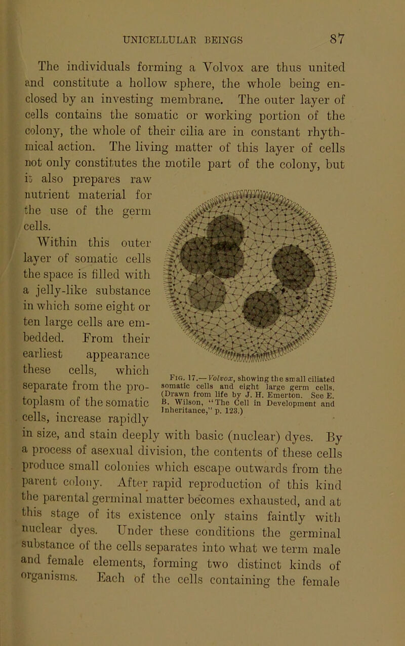 The individuals forming a Volvox are thus united and constitute a hollow sphere, the whole being en- closed by an investing membrane. The outer layer of cells contains the somatic or working portion of the colony, the whole of their cilia are in constant rhyth- mical action. The living matter of this layer of cells not only constitutes the motile part of the colony, but ij also prepares raw nutrient material for the use of the germ cells. Within this outer layer of somatic cells the space is filled with a jelly-like substance in which some eight or ten large cells are em- bedded. From their earliest appearance these cells, which ^ , „ , Fig. 17.— Fo7»oar, showing the small ciliated separate from the pro- somatic cells and eight large germ cells. ■ 1 „ ,, . (Drawn from life by J. H. Emerton. See E. toplasm of the somatic Wllson, “The Cell in Development and ,, . Inheritance,” p. 123.) cells, increase rapidly in size, and stain deeply with basic (nuclear) dyes. By a process of asexual division, the contents of these cells produce small colonies which escape outwards from the parent colony. Aftcu; rapid reproduction of this kind tlie parental germinal matter becomes exhausted, and at this stage of its existence only stains faintly with nuclear dyes. Under these conditions the germinal substance of the cells separates into what we term male and female elements, forming two distinct kinds of organisms. Each of the cells containing the female
