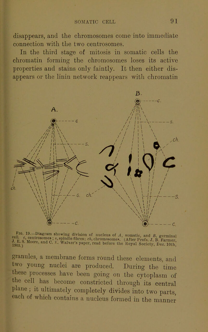 disappears, and the chromosomes come into immediate connection with the two centrosomes. In the third stage of mitosis in somatic cells the chromatin forming the chromosomes loses its active properties and stains only faintly. It then either dis- appears or the linin network reappears witli chromatin s*’**“K division of nucleus of A, somatic, and B, germinal T* p 5 spindle fibres; ch, chromosomes. (After Profs. J. B Farmer m3.) Hoyal Society, Dec l“th; granules, a membrane forms round these elements, and two young nuclei are produced. During the time these processes have been going on the cytoplasm of the cell has become constricted through its central plane ; it ultimately completely divides into two parts, each of which contains a nucleus formed in the manner