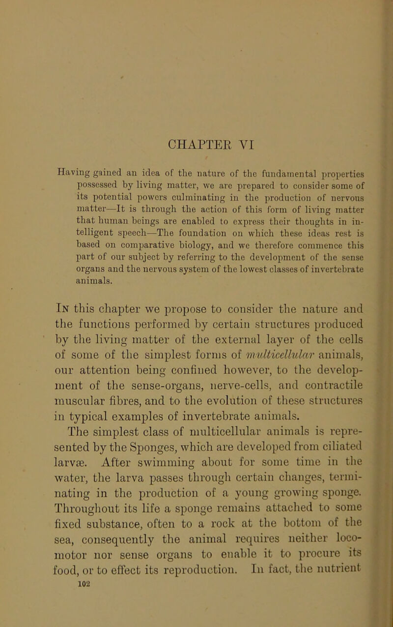 CHAPTER VI Having gained an idea of the nature of the fundamental properties possessed by living matter, we are prepared to consider some of j its potential powers culminating in the production of nervous matter—It is through the action of this form of living matter that human beings are enabled to express their thoughts in in- “ telligent speech—The foundation on which these ideas rest is ' based on comijarative biology, and we therefore commence this | part of our subject by referring to the development of the sense ^ : organs and the nervous system of the lowest classes of invertebrate ; animals. In this chapter we propose to consider the nature and . the functions performed by certain structures produced j by the living matter of the external layer of the cells : > of some of the simplest forms of multicellular animals, ' | our attention being confined however, to the develop- ; ment of the sense-organs, nerve-cells, and contractile . muscular fibres, and to the evolution of these structures > I in typical examples of invertebrate animals. i The simplest class of multicellular animals is repre- j sented by the Sponges, which are developed from ciliated  J larvse. After swimming about for some time in the , j water, the larva passes through certain changes, termi- ^ s j nating in the production of a young growing sponge. X i Througliout its life a sponge remains attached to some ( | fixed substance, often to a rock at the bottom of the j| j sea, consequently the animal requires neither loco- | J motor nor sense organs to enable it to procure its j food, or to effect its reproduction. In fact, the nutrient ; \