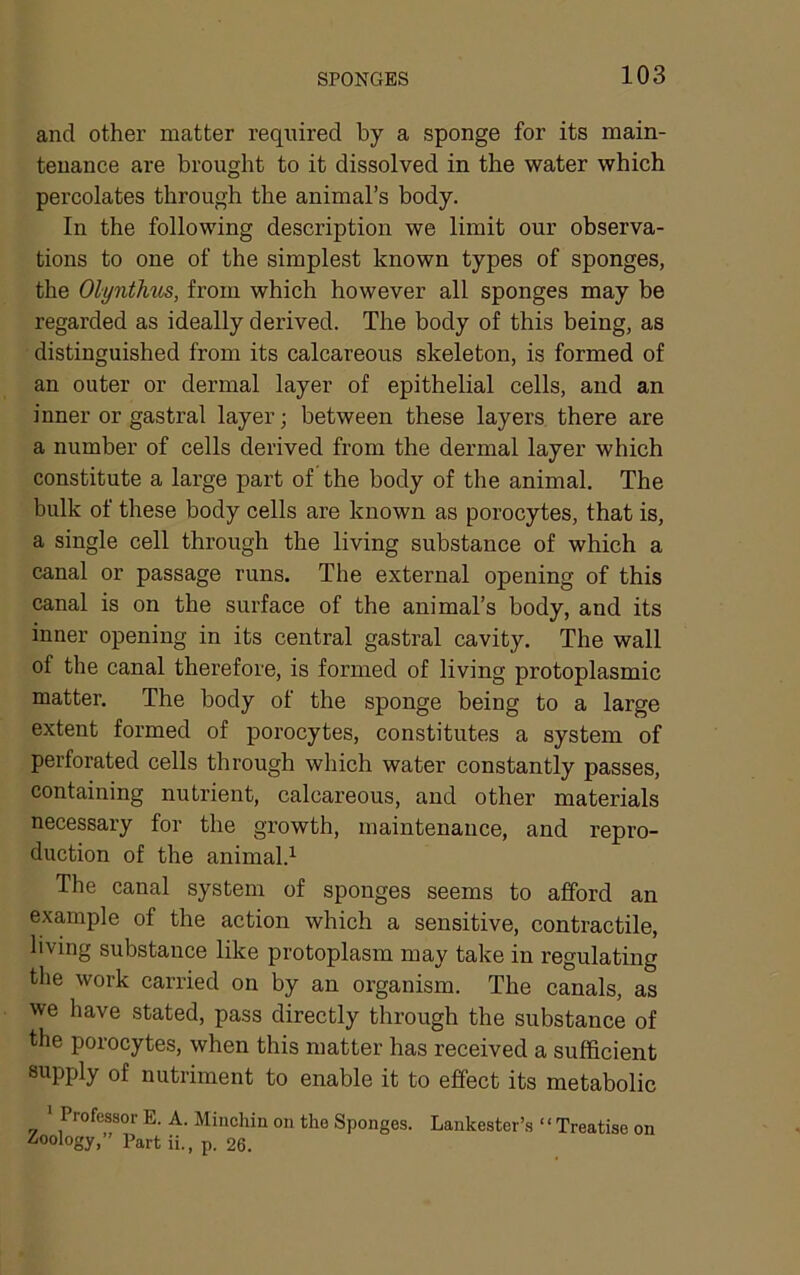 and other matter required by a sponge for its main- tenance are brought to it dissolved in the water which percolates through the animal’s body. In the following description we limit our observa- tions to one of the simplest known types of sponges, the Olynthus, from which however all sponges may be regarded as ideally derived. The body of this being, as distinguished from its calcareous skeleton, is formed of an outer or dermal layer of epithelial cells, and an inner or gastral layer; between these layers there are a number of cells derived from the dermal layer which constitute a large part of the body of the animal. The bulk of these body cells are known as porocytes, that is, a single cell through the living substance of which a canal or passage runs. The external opening of this canal is on the surface of the animal’s body, and its inner opening in its central gastral cavity. The wall of the canal therefore, is formed of living protoplasmic matter. The body of the sponge being to a large extent formed of porocytes, constitutes a system of perforated cells through which water constantly passes, containing nutrient, calcareous, and other materials necessary for the growth, maintenance, and repro- duction of the animal.^ The canal system of sponges seems to afford an example of the action which a sensitive, contractile, living substance like protoplasm may take in regulating the work carried on by an organism. The canals, as we have stated, pass directly through the substance of the porocytes, when this matter has received a sufficient supply of nutriment to enable it to effect its metabolic * Professor E. A. Minchin on the Sponges. Lankester’s ‘ ‘ Treatise on Zoology,” Part ii., p. 26.