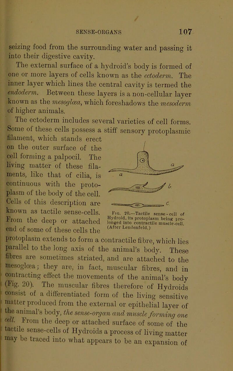 seizing food from the surrounding water and passing it into their digestive cavity. The external surface of a hydroid’s body is formed of one or more layers of cells known as the ectoderm. The inner layer which lines the central cavity is termed the endoderm. Between these layers is a non-cellular layer known as the mesogloea, which foreshadows the mesoderm of higher animals. The ectoderm includes several varieties of cell forms. Some of these cells possess a stiff sensory protoplasmic filament, which stands erect on the outer surface of the cell forming a palpocil. The living matter of these fila- ments, like that of cilia, is continuous with the proto- plasm of the body of the cell. Cells of this description are known as tactile sense-cells. From the deep or attached end of some of these cells the protoplasm extends to form a contractile fibre, which lies I parallel to the long axis of the animal’s body. These fibres are sometimes striated, and are attached to the mesoglma; they are, in fact, muscular fibres, and in contracting effect the movements of the animal’s body ; (Fig- 20). The muscular fibres therefore of Hydroids i consist of a differentiated form of the living sensitive matter produced from the external or epithelial layer of [ the animal’s body, the sense-organ and muscle forming one I cell. From the deep or attached surface of some of the I tactile sense-cells of Flydroids a process of living matter i may be traced into what appears to be an expansion of Fig. 20.—Tactile sense-cell of Hydroid, its protoplasm beiiiR pro- longed into contractile muscle-cell. (After Lemlenfeld.)