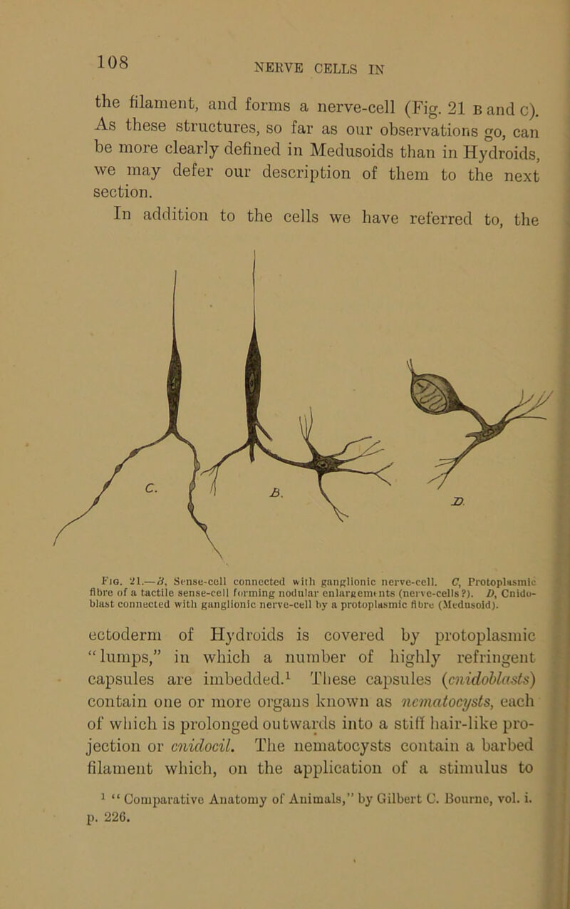 NERVE CELLS IN the filament, and forms a nerve-cell (Fig. 21 B and c). As these structures, so far as our observations go, can be more clearly defined in Medusoids than in Hy°droids, i we may defer our description of them to the next ' section. ‘ In addition to the cells we have referred to, the j Fig. ‘Jl.—3, Sense-cell connected with ganglionic nerve-cell. C, Protoplasmic 1 fibre of a tactile sense-cell forming nodniar enlargemtnte (nerve-cells?). D, Cnido- i blast connected with ganglionic nerve-cell by a protoplasmic fibre (Medusoid). 1 ectoderm of Hydroids is covered by protoplasmic I “lumps,” in which a number of highly refringent ► capsules are imbedded.^ These capsules (cnidoblasts) f contain one or more organs known as ncmatocysts, each f of which is prolonged outwards into a stiff hair-like pro- ■ jection or cnidocil. The nematocysts contain a barbed filament which, on the application of a stimulus to * “ Comparative Anatomy of Animals,” by Gilbert C. Bourne, vol. i. p. 226. k i A