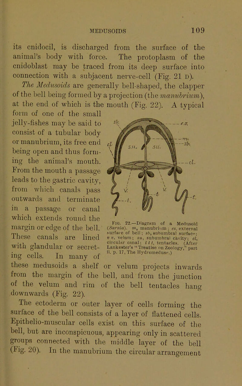its cniclocil, is discharged from the surface of the animal’s body with force. The protoplasm of the cnidoblast may be traced from its deep surface into connection with a subjacent nerve-cell (Fig. 21 d). The Mechisoids are generally bell-shaped, the clapper of the bell being formed by a projection (the mamthrmm), at the end of which is the mouth (Fig. 22). A typical form of one of the small jelly-fishes may be said to consist of a tubular body or manubrium, its free end being open and thus fornj- ing the animal’s mouth. From the mouth a passage leads to the gastric cavity, from which canals pass outwards and terminate in a passage or canal which extends round the T „ , ,, PiQ- 22.—DiaEi'am of a Mednsoid margin or edge ot the bell. (Sarsia). m, manubrium ; es. e.xternal rpi , T 1 ••'irface of bell: si, auhumbral surfaCH; iliese canals are lined «>-■. velnm; s«, subumbi-al cavity; cl, •■1 1 1 , circular canal: f f f, tentacles. (After Wltn glandular or secret- Lankester’s “Treatise on zoology,” part • n T n ii. P-17, The Hydromeduse.) ing cells. In many of these medusoids a shelf or velum projects inwards from the margin of the bell, and from the junction of the velum and rim of the bell tentacles hang downwards (Fig. 22). The ectoderm or outer layer of cells forming the surface of the bell consists of a layer of flattened cells. Epithelio-muscular cells exist on this surface of the bell, but are inconspicuous, appearing only in scattered groups connected with the middle layer of the bell (lig. 20). In the manubrium the circular arrangement
