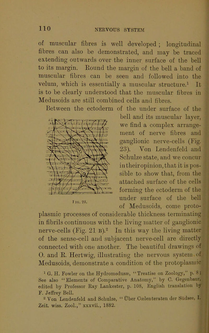 NERVOUS SYSTEM of muscular fibres is well developed ; longitudinal fibres can also be demonstrated, and may be traced extending outwards over the inner surface of the bell to its margin. Eound the margin of the bell a band of muscular fibres can be seen and followed into the velum, which is essentially a muscular structure.^ It is to be clearly understood that the muscular fibres in Medusoids are still combined cells and fibres. Between the ectoderm of the under surface of the bell and its muscular layer, we find a complex arrange- ment of nerve fibres and ganglionic nerve-cells (Fig. 23). Von Lendenfeld and Schulze state, and we concur in their opinion, that it is pos- sible to show that, from the attached surface of the cells forming the ectoderm of the under surface of the bell of Medusoids, come proto- plasmic processes of considerable thickness terminating in fibrils continuous with the living matter of ganglionic nerve-cells (Fig. 21 b).^ In this way the living matter of the sense-cell and subjacent nerve-cell are directly connected with one another. The beautiful drawings of 0. and E. Hertwig, illustrating the nervous system.of Medusoids, demonstrate a condition of the protoplasmic ^ G. H. Fowler on the Hydromeduste, “Treatise on Zoology,’’ p. S ; See also “Elements of Comparative Anatomy,” by C. Gegenbaur, edited by Professor Ray Lankestei’, p. 108, English translation by F. Jeffrey Bell. 2 Von Lendenfeld and Schulze, “ Ober Ccelenteraten der Siidsee, I. Zeit. wiss. Zool.,” x.xxvii., 1882.