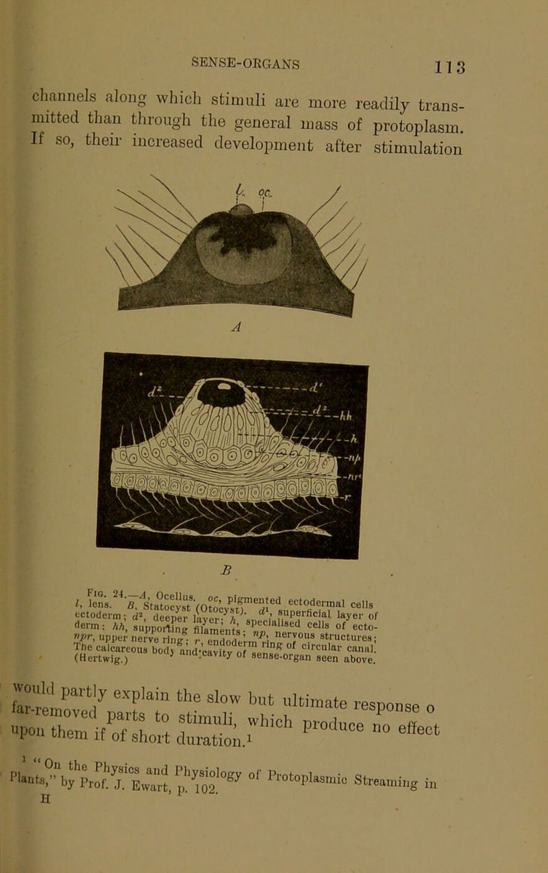 clianiiels along which stimuli are more readily trans- mitted than through the general mass of protoplasm. If so, their increased development after stimulation A l, lens B. Statocyst (0?o’cvsn 15 ectodermal cells ectoderm; deeper lavcr 1 fP®'’ficial layer of derm: hh, of ecto- upper nerve rin/ r endoridm^’i ®''YO“® structures; The calcareous body mid-’eavUv^nf circular canal. (Hertwig.) ^ “od.cavity of sense-organ seen above. far rp^ explain the slow but ultimate response o streaming i„ H