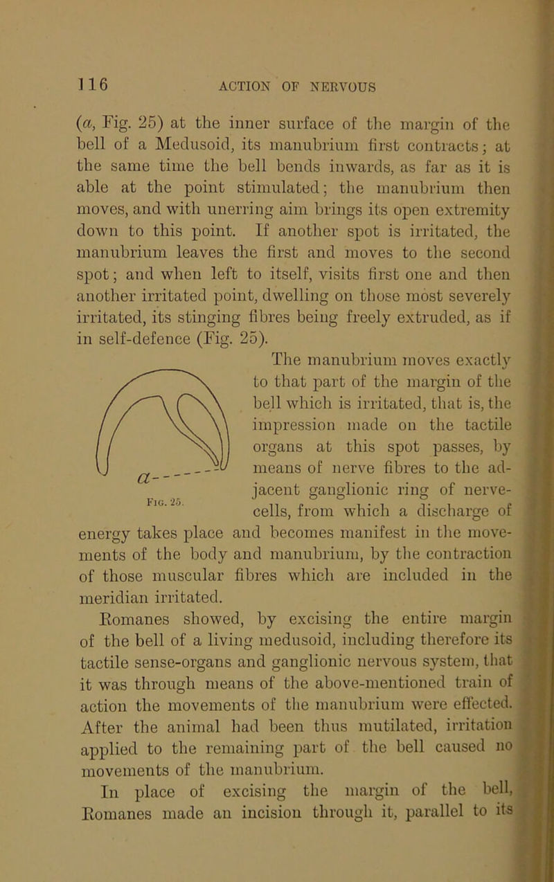 (a, Fig. 25) at the inner surface of tlie margin of the bell of a Meclusoid, its manubrium first contracts; at the same time the hell bends inwards, as far as it is able at the point stimulated; the manubrium then moves, and with unerring aim brings its open extremity down to this point. If another spot is irritated, the manubrium leaves the first and moves to the second spot; and when left to itself, visits first one and then another irritated point, dwelling on those most severely irritated, its stinging fibres being freely extruded, as if in self-defence (Fig. 25). The manubrium moves exactly to that part of the margin of tlie bell which is irritated, that is, the impression made on the tactile organs at this spot passes, by means of nerve fibres to the ad- jacent ganglionic ring of nerve- cells, from which a discharge of energy takes place and becomes manifest in the move- ments of the body and manubrium, by the contraction of those muscular fibres which are included in the meridian irritated. Eomanes showed, by excising the entire margin of the bell of a living medusoid, including therefore its tactile sense-organs and ganglionic nervous system, that it was through means of the above-mentioned train of action the movements of the manubrium were effected. After the animal had been thus mutilated, irritation applied to the remaining part of the hell caused no movements of the manubrium. In place of excising the margin of the bell, Eomanes made an incision through it, parallel to it5