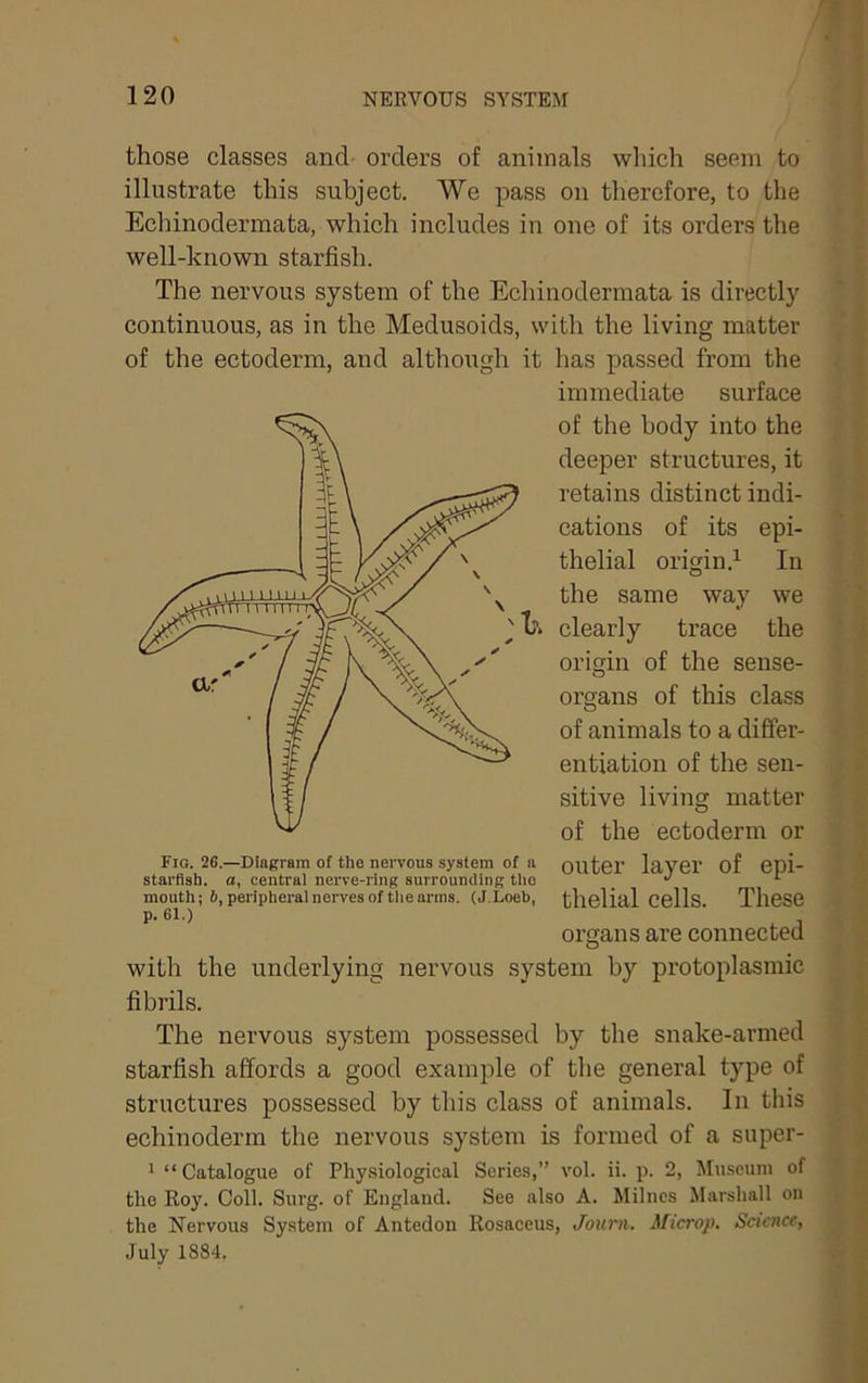 those classes and- orders of animals which seem to illustrate this subject. We pass on therefore, to the Echinodermata, which includes in one of its orders the well-known starfish. The nervous system of the Echinodermata is directly continuous, as in the Medusoids, with the living matter of the ectoderm, and although it has passed from the immediate surface of the body into the deeper structures, it retains distinct indi- cations of its epi- thelial origin.^ In the same way we clearly trace the origin of the sense- organs of this class of animals to a differ- entiation of the sen- sitive living matter of the ectoderm or Fig. 26.—Diagram of the nervous system of a outOl’ layer of epi- starfish. a, central nerve-ring surrounding the _ ^ mouth; 6, peripheral nerves of the arms. (J.Loeb, thelial Cells. These ^ organs are connected with the underlying nervous system by protoplasmic fibrils. The nervous system possessed by the snake-armed starfish affords a good example of the general type of structures possessed by this class of animals. In this echinoderm the nervous system is formed of a super- ^ “Catalogue of Physiological Series,” vol. ii. p. 2, Museum of the Roy. Coll. Surg. of England. See also A. Milncs Marshall on the Nervous System of Antedon Rosaceus, Journ. Microp. Science, July 1884.