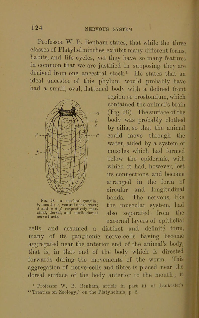 Professor W. B. Beiiham states, that while the tliree classes of Platyhelminthes exliibit many different forms, habits, and life cycles, yet they have so many features in common that we are justified in supposing they are derived from one ancestral stockd He states that an ideal ancestor of this phylum would probably have had a small, oval, flattened body with a defined front region or prostomium, which contained the animal’s brain (Fig. 28). The surface of the body was probably clothed by cilia, so that the animal could move through the water, aided by a system of muscles which had formed below tbe epidermis, with which it had, however, lost its connections, and become arranged in the form of circular and longitudinal bands. The nervous, like the muscular system, had also separated from the external layers of epithelial cells, and assumed a distinct and definite form, many of its ganglionic nerve-cells having become aggregated near the anterior end of the animal’s body, that is, in that end of the body which is directed forwards during the movements of the worm. This aggregation of nerve-cells and fibres is placed near the dorsal surface of the body anterior to the mouth; it ’ Professor W. B. Benham, article in part iii. of Lankestcr’s “Treatise on Zoology,” on the Platyhelniia, p. 2. Fig. 28.—a, cerebral ganglia; 6, mouth; c, ventral nerve tract; and e d f, respectively mar- ginal, dorsal, and medio-dorsal nerve ti acts.