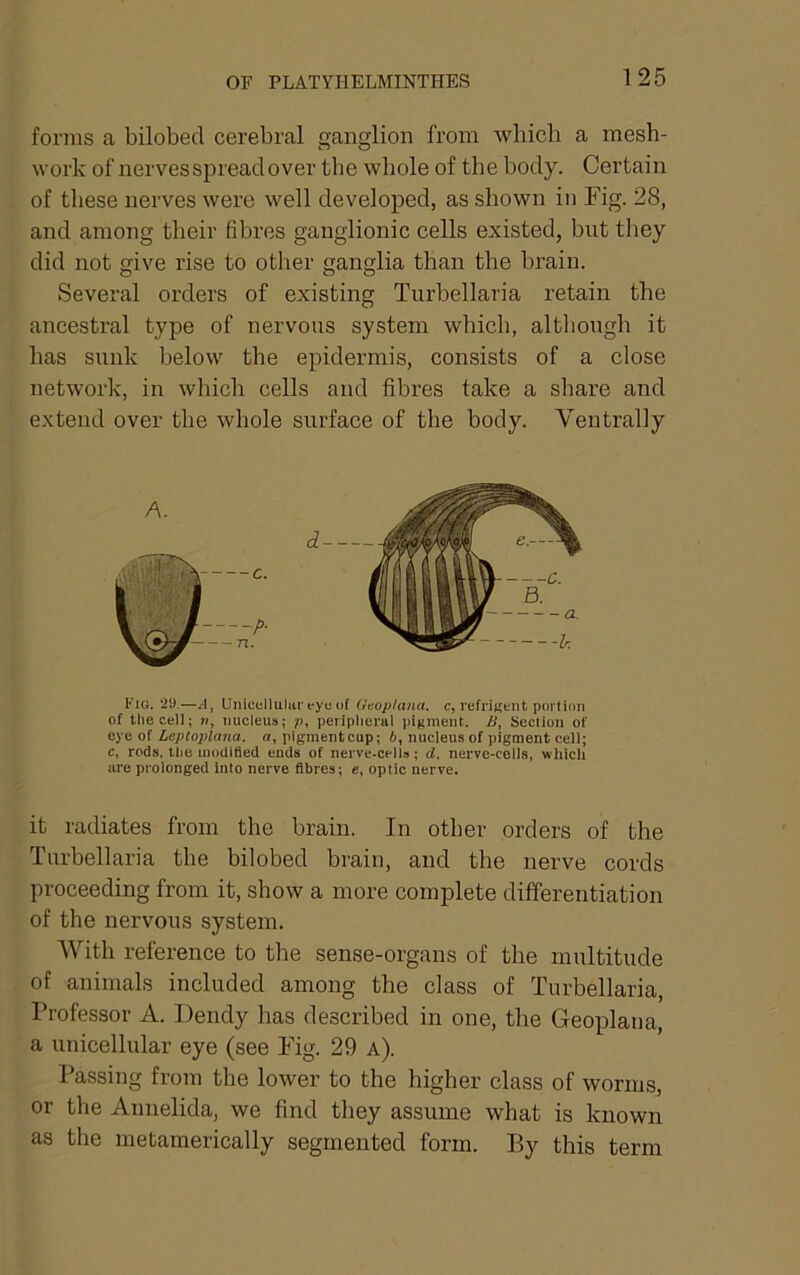 forms a bilobed cerebral ganglion from which a mesh- work of nerves spread over the whole of the body. Certain of these nerves were well developed, as shown in Fig. 28, and among their fibres ganglionic cells existed, but they did not give rise to other ganglia than the brain. Several orders of existing Turbellaria retain the aneestral type of nervous system whieh, although it has sunk below the epidermis, consists of a close network, in which cells and fibres take a share and extend over the whole surface of the body. Ventrally Fig. 2!).—A, Unicellulai'eyu of Geoplana. c, refriKoiit portion of the cell; nucleus; p, peripheral pigment. B, Section of eye of Leplopla7ia. o, pigmentcup; 6, nucleus of pigment cell; c, rods, the modified ends of nerve-cells; d. nerve-cells, which are prolonged into nerve fibres; e, optic nerve. it radiates from the brain. In other orders of the Turbellaria the bilobed brain, and the nerve cords proceeding from it, show a more complete differentiation of the nervous system. With reference to the sense-organs of the multitude of animals included among the class of Turbellaria, Professor A. Dendy has described in one, the Geoplana, a unicellular eye (see Fig. 29 a). Passing from the lower to the higher class of worms, or the Annelida, we find they assume what is known as the metamerically segmented form. By this term