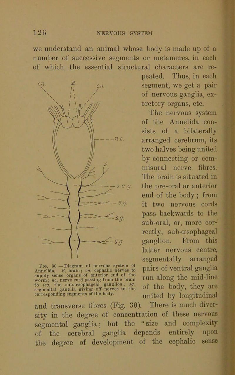 we understand an animal whose body is made up of a number of successive segments or metanieres, in each of which the essential structural characters are re- peated. Thus, in each segment, we get a pair of nervous ganglia, ex- cretory organs, etc. The nervous system of the Annelida con- sists of a bilaterally arranged cerebrum, its two halves being united by connecting or com- misural nerve fibres. The brain is situated in the pre-oral or anterior end of the body ; from it two nervous cords pass backwards to the sub-oral, or, more cor- rectly, sub-oesophageal ganglion. From this latter nervous centre, segmentally arranged pairs of ventral ganglia run along the mid-line of the body, they are united by longitudinal and transverse fibres (Fig. 30). There is much diver- sity in the degree of concentration of these nervous segmental ganglia; but the “size and complexity of the cerebral ganglia depends entirely upon the degree of development of the cephalic sense Fio. 30 —Diagram of nervous system of Annelida. B, brain; c?i, cephalic nei ves to supply sense organs of anterior end of the worm ; nc, nerve cord passing from the brain to seg, the sub-oesophageal ganglion; .i!/, segmental ganglia giving off nerves to the corresponding segments of the body.