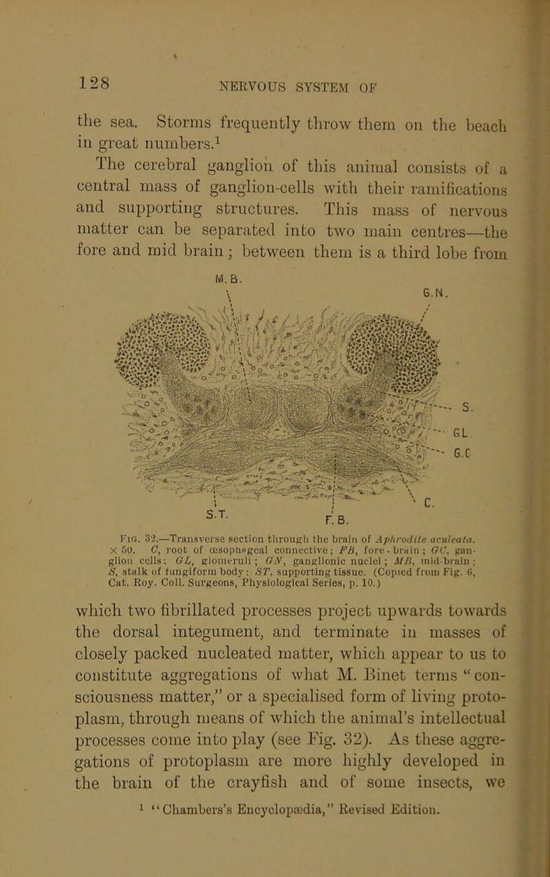 the sea. Storms frequently tlirow them on the beach in great numbers. The cerebral ganglion of this animal consists of a central mass of ganglion-cells with their ramifications and supporting structures. This mass of nervous matter can be separated into two main centres—the fore and mid brain; between them is a third lobe from Fig. 32.—Transverse section tlirough the brain of Aphrodite aculeata. X 50. C, root of oesopliiigeal connective; FB, fore-brain; <?C, gan- glion cells; 6L, glomeruli; ff.V, ganglionic nuclei; MB, mid-brain; if, stalk of fungiform body; ST, supporting tissue. (Copied from Fig. G, Cat. Roy. Coll. Surgeons, Physiological Series, p. 10.) which two fibrillated processes project upwards towards the dorsal integument, and terminate in masses of closely packed nucleated matter, which appear to us to constitute aggregations of what M. Binet terms “ con- sciousness matter,” or a specialised form of living proto- plasm, through means of which the animal’s intellectual processes come into play (see Fig. 32). As these aggre- gations of protoplasm are more highly developed in the brain of the crayfish and of some insects, we 1 “Chambers’s Encycloiimdia,” Revised Edition.