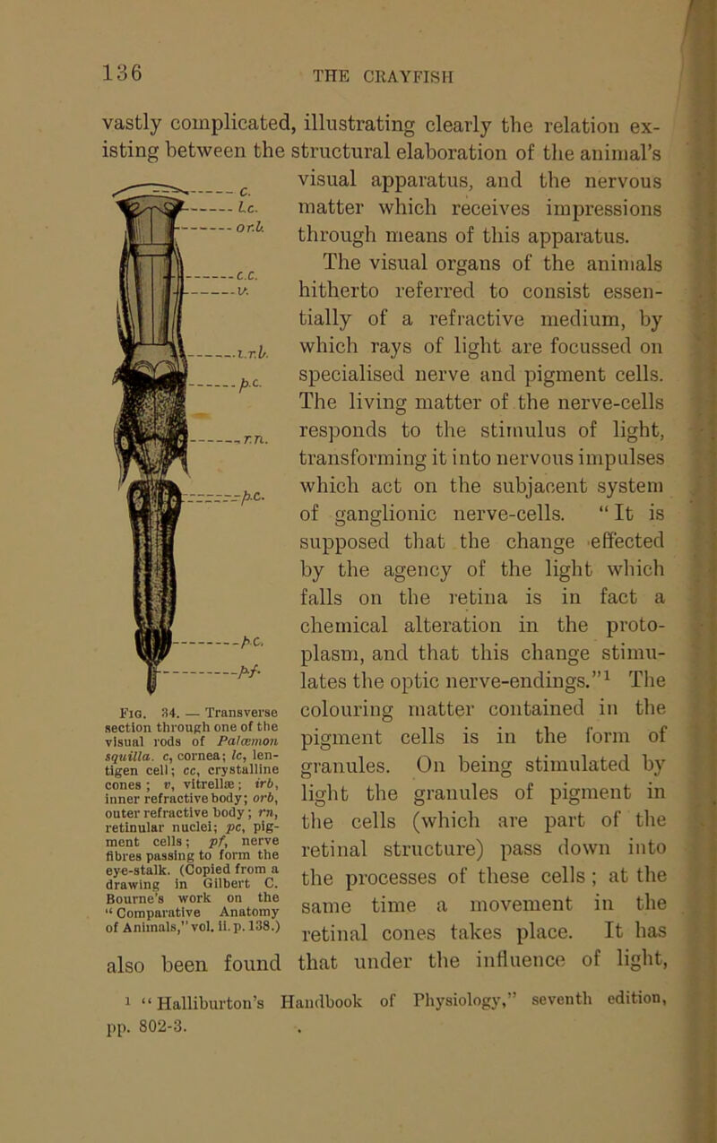 vastly complicated, illustrating clearly the relation ex- isting between the structural elaboration of the animal’s visual apparatus, and the nervous matter which receives impressions through means of this apparatus. The visual organs of the animals hitherto referred to consist essen- tially of a refractive medium, by which rays of light are focussed on specialised nerve and pigment cells. The living matter of the nerve-cells responds to the stimulus of light, transforming it into nervous impulses which act on the subjacent system of ganglionic nerve-cells. “ It is supposed that the change 'effected by the agency of the light which falls on the retina is in fact a chemical alteration in the proto- plasm, and that this change stimu- lates the optic nerve-endings,”^ The fjg. 34. — Transverse colouriiig matter contained in the section through one of the . . n • • i* visual rods of Poilcenion CGIIS IS 111 tilG 101 111 01 tigTn“cein“c,c^^^^^^ granules. On being stimulated by light the granules of pigment in tlie cells (which are part of the retinal structure) pass down into the processes of these cells; at the •‘SaVvT Anatomy Same time a movement in the of Animals,” voi.it. p. 138.) coiies takes place. It has also been found that under the influence of light, 1 “Halliburton’s Handbook of Thysiology,” seventh edition, pp. 802-3. cones; », vitrellin; irb, inner refractive body; orb, outer refractive body; rn, retlnuiar nuclei; pc, pig- ment cells; pf, nerve fibres passing to form the eye-stalk. (Copied from a drawing in Gilbert C. Bourne’s work on the