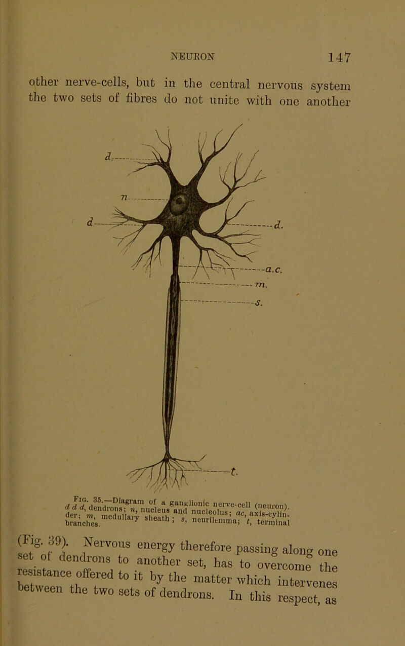 othev nerve-cells, but in the central nervous system the two sets of fibres do not unite with one another I EpSwi;S~-£5 (Fig. 39). Nervous energy therefore passing along one set of dench-ons to another set, has to overcomf the resistance offered to it by the matter which intervenes between the two sets of dendrons. In this res“