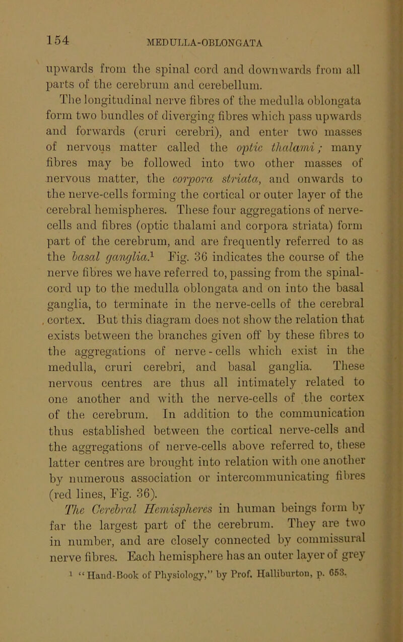 MEDULLA-OBLONGATA upwards from tlie spinal cord and downwards from all parts of the cerebrum and cerebellum. The longitudinal nerve fibres of the medulla oblongata form two bundles of diverging fibres which pass upwards and forwards (cruri cerebri), and enter two masses of nervous matter called the optic thalami; many fibres may be followed into two other masses of nervous matter, the corpora striata, and onwards to the nerve-cells forming the cortical or outer layer of the cerebral hemispheres. These four aggregations of nerve- cells and fibres (optic thalami and corpora striata) form part of the cerebrum, and are frequently referred to as the hasal ganglia} Fig. 36 indicates the course of the nerve fibres we have referred to, passing from the spinal- cord up to the medulla oblongata and on into the basal ganglia, to terminate in the nerve-cells of the cerebral cortex. But this diagram does not show the relation that exists between tbe branches given off by these fibres to the aggregations of nerve - cells which exist in the medulla, eruri cerebri, and basal ganglia. These nervous centres are thus all intimately related to one another and with the nerve-cells of the cortex of the cerebrum. In addition to the communication thus established between the cortical nerve-cells and the aggregations of nerve-cells above referred to, these latter centres are brought into relation with one another by numerous association or intercommunicating fibres (red lines, Fig. 36). 77ic Cerehral Hemispheres in human beings form by far the largest part of the cerebrum. They are two in number, and are closely connected by commissural nerve fibres. Each hemisphere has an outer layer of grey 1 “Hand-Book of Physiology,” by Prof. Halliburton, p. 653.