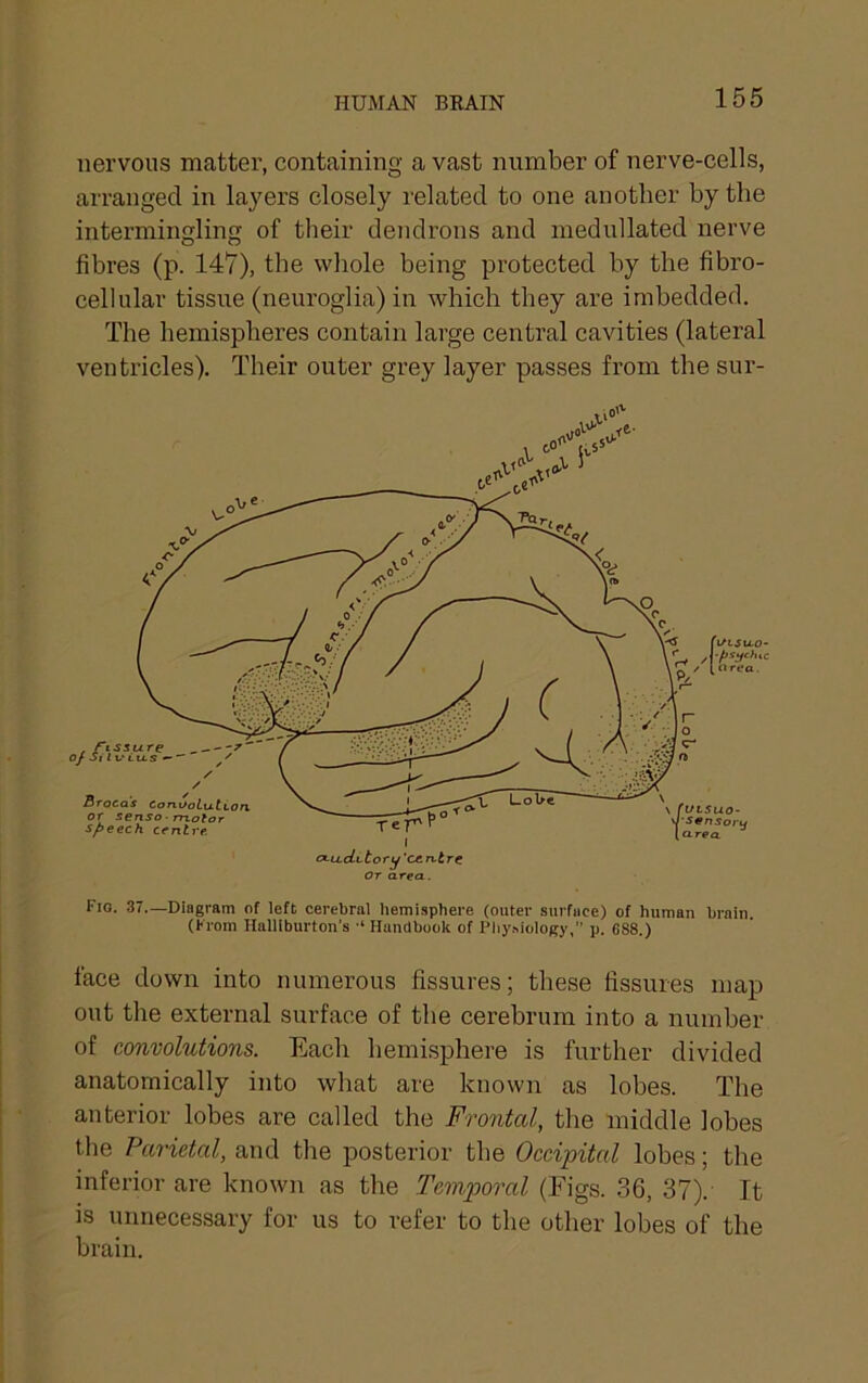 HUMAN BEAIN nervous matter, containing a vast number of nerve-cells, arranged in layers closely related to one another by the intermingling of their dendrons and medullated nerve fibres (p. 147), the whole being protected by the fibro- cellular tissue (neuroglia) in which they are imbedded. The hemispheres contain large central cavities (lateral ventricles). Their outer grey layer passes from the sur- Fio. 37—Diagram of left cerebral hemisphere (outer surfiioe) of human brain (From Halliburton’s Handbook of Piiyniology, p. 688.) face down into numerous fissures; these fissures map out the external surface of the cerebrum into a number of convolutions. Each hemisphere is further divided anatomically into what are known as lobes. The anterior lobes are called the Frontal, the middle lobes the Parietal, and the posterior the Occipital lobes; the inferior are known as the Temporal (Figs. 36, 37). It is luinecessary for us to refer to the other lobes of the brain. Vt,su.o- •fis^ehtc nrea.