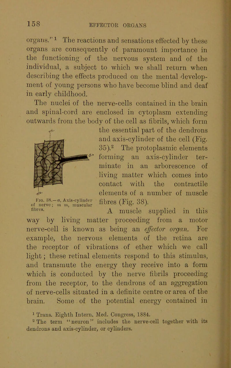 EFFECTOR ORGANS organs.” ^ The reactions and sensations effected by these organs are consequently of paramount importance in the functioning of tlie nervous system and of the individual, a subject to which we shall return when describing the effects produced on the mental develop- ment of young persons who have become blind and deaf in early childhood. The nuclei of the nerve-cells contained in the brain and spinal-cord are enclosed in cytoplasm extending outwards from the body of the cell as fibrils, which form the essential part of the dendrons and axis-cylinder of the cell (Fig. 35).^ The protoplasmic elements forming an axis-cylinder ter- minate in an arborescence of living matter which comes into contact with the contractile elements of a number of muscle fibres (Fig. 38). A muscle supplied in this Fig. 38.—(i, Axis-cylinder of nerve; m m, muscular fibres. living matter proceeding from a motor For way by nerve-cell is known as being an effector organ. example, the nervous elements of the retina are the receptor of vibrations of ether which we call light; these retinal elements respond to this stimulus, and transmute the energy they receive into a form which is conducted by the nerve fibrils proceeding from the receptor, to the dendrons of an aggregation of nerve-cells situated in a definite centre or area of the brain. Some of the potential energy contained in ^ Trans. Eighth Intern. Med. Congress, 1884. ^ The term “neuron” includes the nerve-cell together with its dendrons and axis-cylinder, or cylinders.