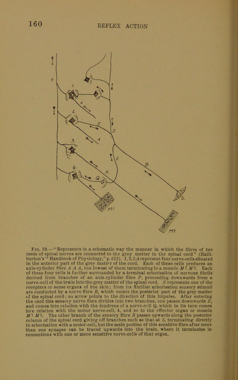 Fig. 39.—“Represents in a schematic way the manner in which the fibres of tao roots of spinal nerves are connected to tlie grey matter in tlie spinal cord (Halli- burton’s “ Handbook of Physiology, p. 613). 1,2,3,4 represent four nerve-cells situated in the anterior part of the grey mattf r of the cord. Each of these cells produces an a.xis-cyllnder fibre AAA, tiie lowest of them terminating in a muscle M l -l/'2. Each of these four cells is fuither surrounded by a terminal arborisation of nervous fibiils derived from branches of an n.xis-cylinder fibre P, proceeding downwards from a nerve-cell of the brain into the grey matter of the spinal cord. <S represents one of the receptors or sense organs of the skin; from its fibrillar arborisation sensory stimuli are conducted by a nerve fibre B, which enters the posterior part of the grey matter of the spinal cord; aii arrow points to the direction of this impulse. After entering the cord this sensory nerve fibre divides into two brandies, one passes downwards t\ and comes into relation with the dendrons of a nerve-cell Q, wlilch in its turn comes into relation with the motor nerve-cell, 4, and so to the effector organ or muscle J/l 3/ 3. The other branch of the sensory fibre B passes upwards along the posterior column of the spinal cord giving off branches such as that at fi, terminating directly in arborisation with a motor-cell, but the main portion of tliis sensitive fibre after more than one synapse can be traced upwards Into the brain, where It terminates in connections with one or more sensitive nerve-cells of that orgim.