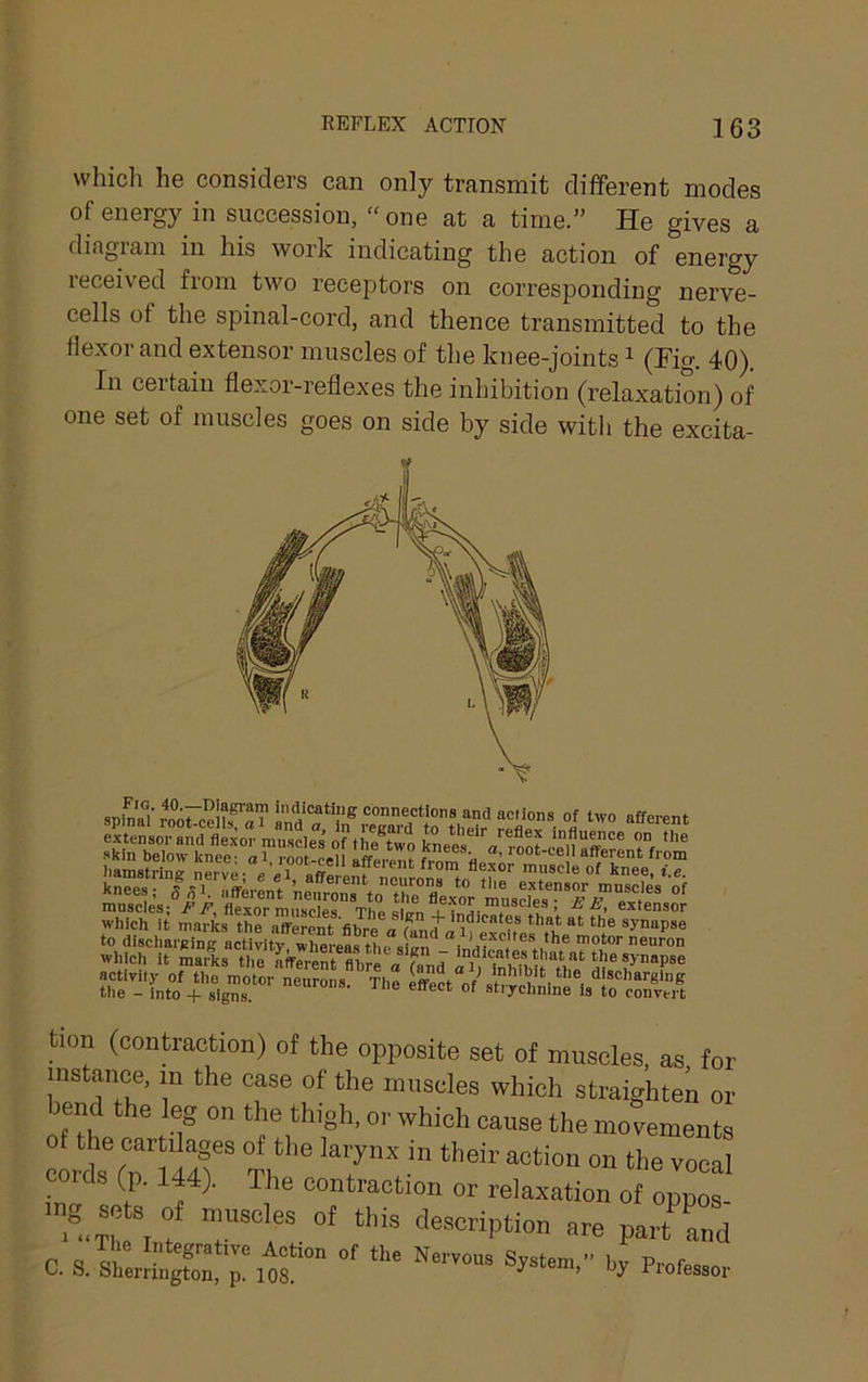 which he considers can only transmit different modes of energy in succession, “one at a time.” He gives a diagram in his work indicating the action of energy received from two receptors on corresponding nerve- cells of the spinal-cord, and thence transmitted to the flexor and extensor muscles of the knee-joints ^ (Fig. 40). In certain flexor-reflexes the inhibition (relaxation) of one set of muscles goes on side by side with the excita- iduscIbst ^flBxor rnimol^«j T'hii otrvn I * j* A extensor which it marks the afferent fibre a synapse to discharging activitT whereas « L excites the motor neuron which it marks the afferent fibre a fand the synapse activity of the motor So. s The effect nV <i'o<='’a'-g'ng the - into + signs. of strychnine is to convert tion (contraction) of the opposite set of muscles, as for instance, m the case of the muscles which straightei or bend the leg on the thigh, or which cause the movements oidriTiiir Ti '7“® (p. 144). The contraction or relaxation of oppos- ®.tL :7 description are part and