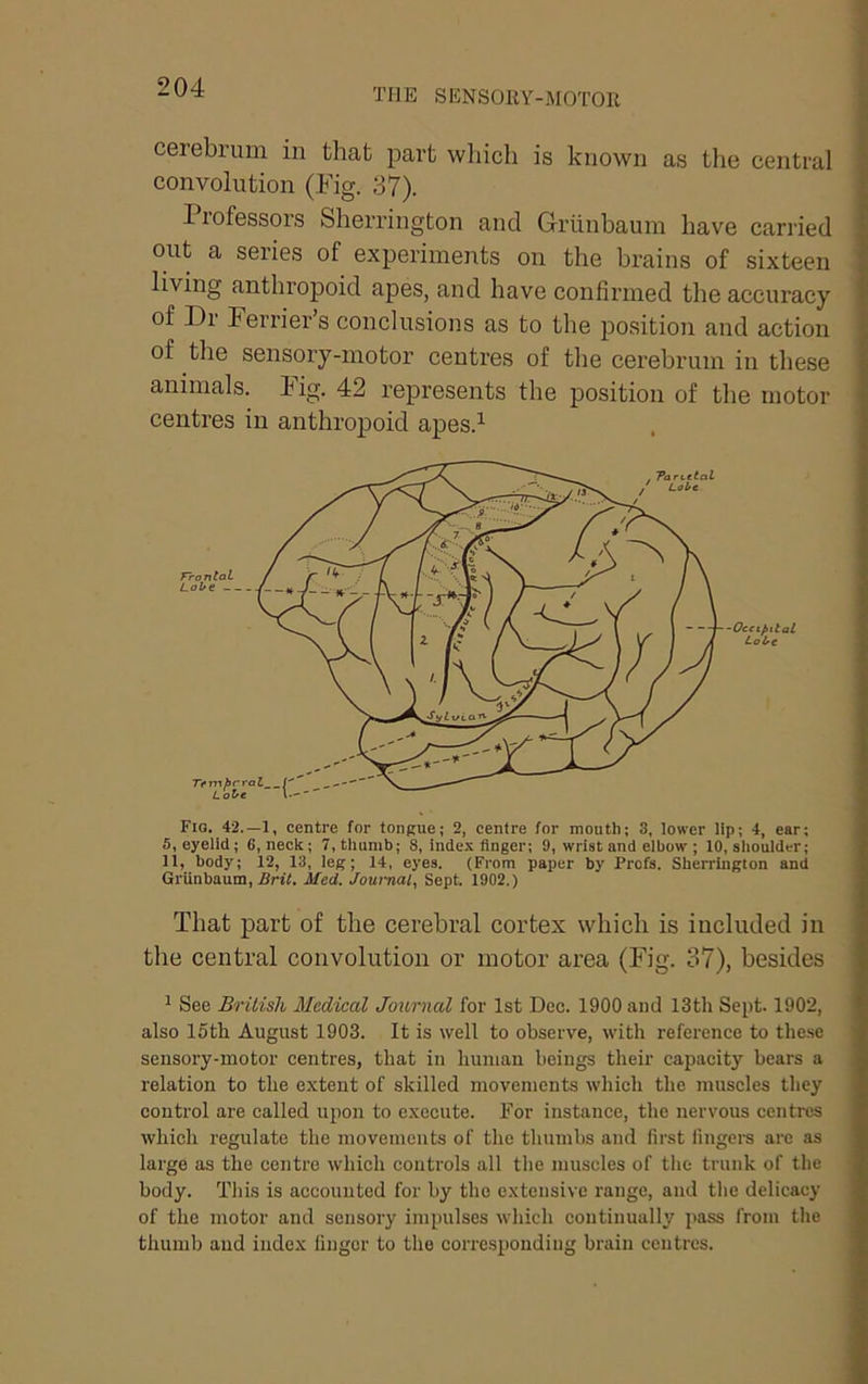THE SENSORY-MOTOR cerebrum in that part which is known as the central convolution (Fig. 37). Professors Sherrington and Grunbaum have carried out a series of experiments on the brains of sixteen living anthropoid apes, and have confirmed the accuracy of Di Ferrier s conclusions as to the position and action of the sensory-motor centi’es of the cerebrum in these animals. Fig. 42 represents the position of the motor centres in anthropoid apes.’- Fig. 42.—1, centre for tongue; 2, centre for mouth; 3, lower lip; 4, ear; 5, eyelid; 6, neck; 7, thumb; 8, index finger; 9, wrist and elbow ; 10, shoulder; 11, body; 12, 13, leg; 14, eyes. (From paper by Profs. Sherrington and Grunbaum, Brit. Med. Journal, Sept. 1902.) That part of the cerebral cortex which is included in the central convolution or motor area (Fig. 37), besides 1 See British Medical Journal for 1st Dec. 1900 and 13th Sept. 1902, also loth August 1903. It is well to observe, with reference to these sensory-motor centres, that in human beings their capacity bears a relation to the extent of skilled movements which the muscles tliey control are called upon to execute. For instance, the nervous centres which regulate the movements of the thumbs and first fingei-s arc as large as the centre which controls all the muscles of the trunk of the body. This is accounted for by the extensive range, and the delicacy of the motor and sensory impulses which continually pass from the thumb and index linger to the corresponding brain centres.