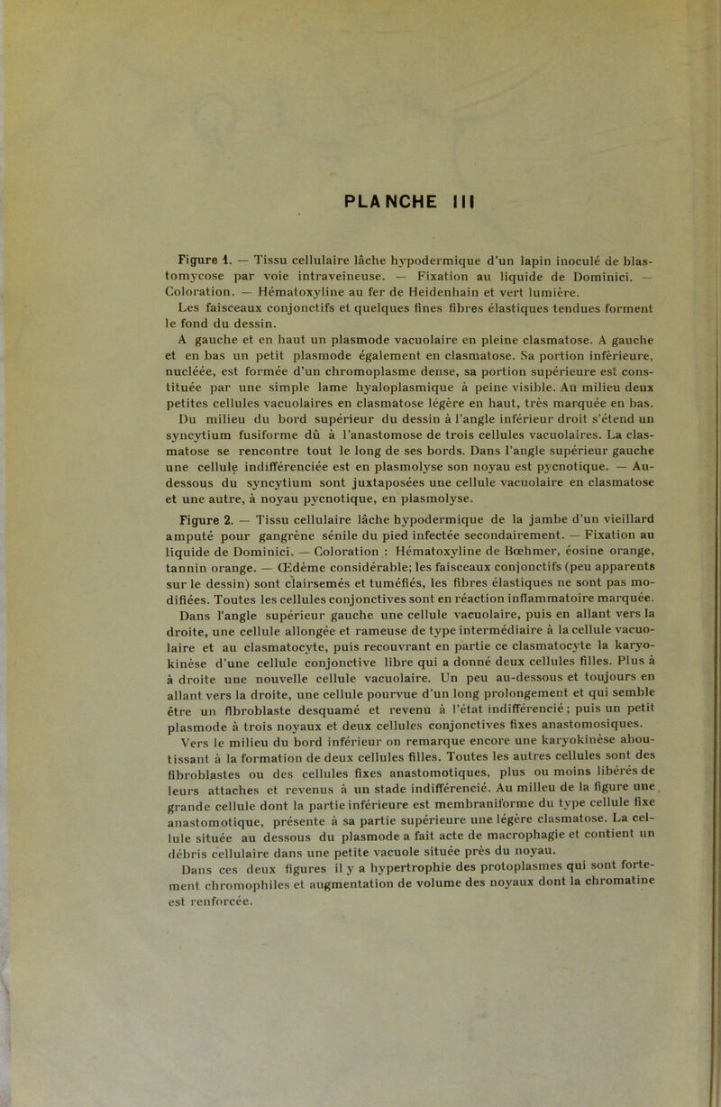 Figure 1. — Tissu cellulaire lâche hypodermique d’un lapin inoculé de blas- tomycose par voie intraveineuse. — Fixation au liquide de Dominici. — Coloration. — Hématoxyline au fer de Heidenhain et vert lumière. Les faisceaux conjonctifs et quelques fines fibres élastiques tendues forment le fond du dessin. A gauche et en haut un plasmode vacuolaire en pleine clasmatose. A gauche et en bas un petit plasmode également en clasmatose. Sa portion inférieure, nucléée, est formée d’un chromoplasme dense, sa portion supérieure est cons- tituée par une simple lame hyaloplasmique à peine visible. Au milieu deux petites cellules vacuolaires en clasmatose légère en haut, très marquée en bas. Du milieu du bord supérieur du dessin à l’angle inférieur droit s’étend un syncytium fusiforme dû à l’anastomose de trois cellules vacuolaires. La clas- matose se rencontre tout le long de ses bords. Dans l’angle supérieur gauche une cellule indifférenciée est en plasmolyse son noyau est pycnotique. — Au- dessous du syncytium sont juxtaposées une cellule vacuolaire en clasmatose et une autre, à no3^au pycnotique, en plasmolyse. Figure 2. — Tissu cellulaire lâche hypodermique de la jambe d’un vieillard amputé pour gangrène sénile du pied infectée secondairement. — Fixation au liquide de Dominici. — Coloration : Hématoxyline de Bœhmer, éosine orange, tannin orange. — Œdème considérable; les faisceaux conjonctifs (peu apparents sur le dessin) sont clairsemés et tuméfiés, les fibres élastiques ne sont pas mo- difiées. Toutes les cellules conjonctives sont en réaction inflammatoire marquée. Dans l’angle supérieur gauche une cellule vacuolaire, puis en allant vers la droite, une cellule allongée et rameuse de type intermédiaire à la cellule vacuo- laire et au clasmatocyte, puis recouvrant en partie ce clasmatocyte la karyo- kinèse d’une cellule conjonctive libre qui a donné deux cellules filles. Plus à à droite une nouvelle cellule vacuolaire. Un peu au-dessous et toujours en allant vers la droite, une cellule pourvue d’un long prolongement et qui semble être un fibroblaste desquamé et revenu à l’état indifférencié ; puis un petit plasmode à trois noyaux et deux cellules conjonctives fixes anastomosiques. Vers le milieu du bord inférieur on remarque encore une karyokinèse abou- tissant à la formation de deux cellules filles. Toutes les autres cellules sont des fibroblastes ou des cellules fixes anastomotiques, plus ou moins libérés de leurs attaches et revenus à un stade indifférencié. Au milieu de la figure une grande cellule dont la partie inférieure est membraniforme du type cellule fixe anastomotique, présente à sa partie supérieure une légère clasmatose. La cel- lule située au dessous du plasmode a fait acte de macrophagie et contient un débris cellulaire dans une petite vacuole située près du noyau. Dans ces deux figures il y a hypertrophie des protoplasmes qui sont forte- ment chromophiles et augmentation de volume des noj'aux dont la chromatine est renforcée.
