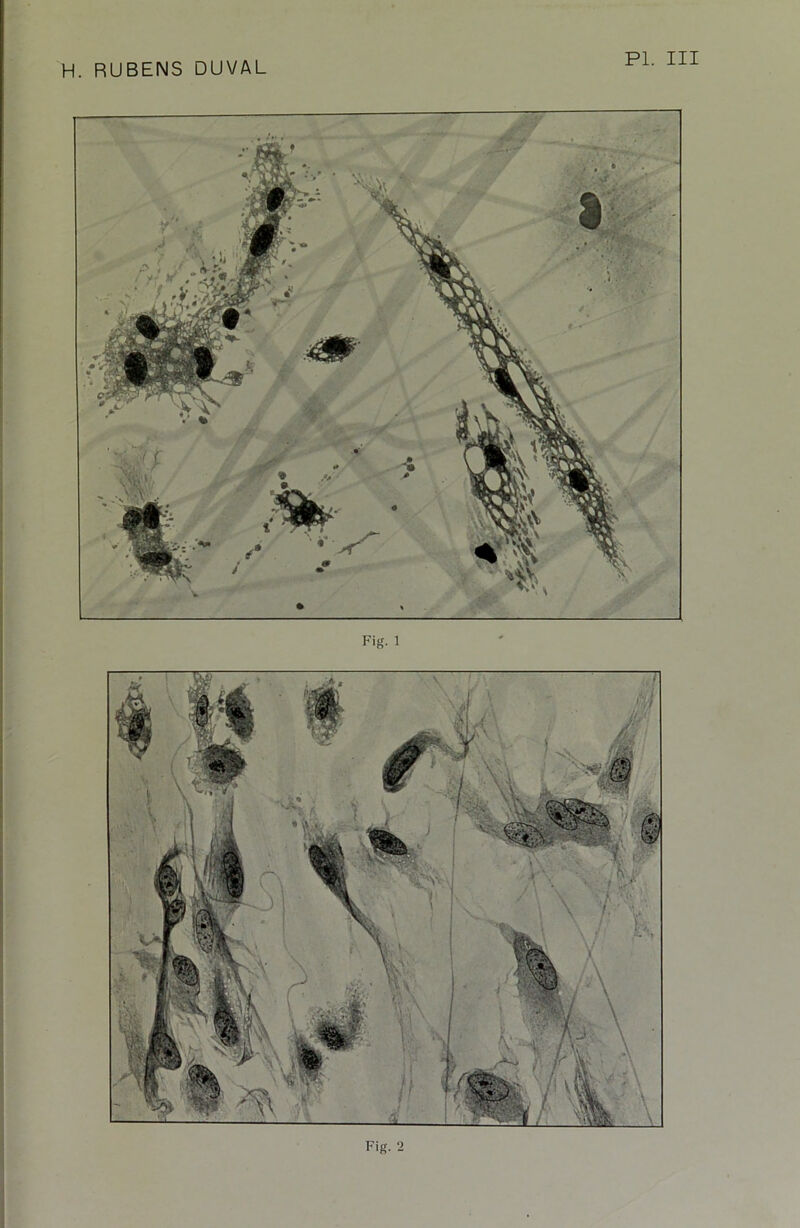 H. RUBENS DUVAL PL III Fig. 2