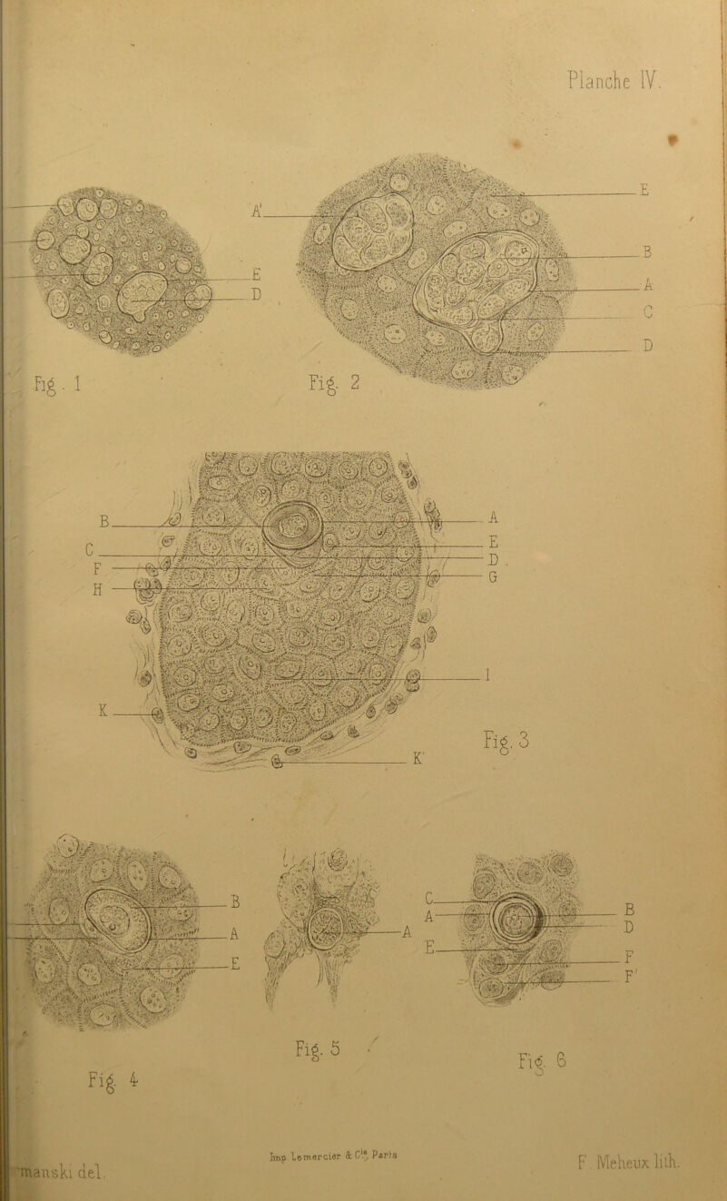 -S • TtK/riif Planche IV. ■’manski del. Itnp Lemerciep flb 01* Paris F. lYlekeiix lilK.