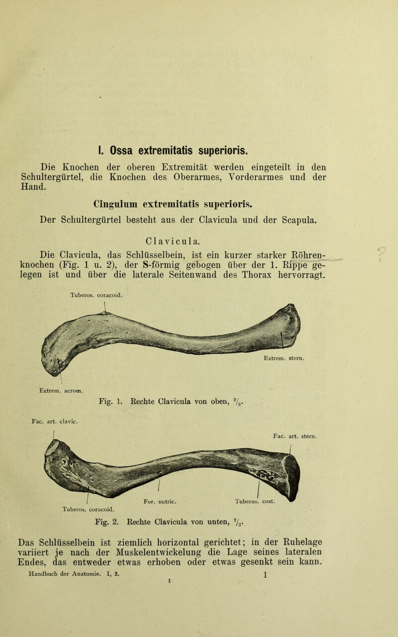 Die Knochen der oberen Extremität werden eingeteilt in den Schultergürtel, die Knochen des Oberarmes, Vorderarmes und der Hand. Cingulum extremitatis superioris. Der Schultergürtel besteht aus der Clavicula und der Scapula. CI avicula. Die Clavicula, das Schlüsselbein, ist ein kurzer starker Röhren- knochen (Fig. 1 u. 2), der S-förmig gebogen über der 1. Rippe ge- legen ist und über die laterale Seitenwand des Thorax hervorragt. Tuberos. coracoid. Extrem. Stern. Extrem, acrom. Fig. 1. Rechte Clavicula von oben, 2/3. Fac. art. clavic. stern. Tuberos. coracoid. Fig. 2. Rechte Clavicula von unten, %• Das Schlüsselbein ist ziemlich horizontal gerichtet; in der Ruhelage variiert je nach der Muskelentwickelung die Lage seines lateralen Endes, das entweder etwas erhoben oder etwas gesenkt sein kann. Handbuch der Anatomie. I, 3.