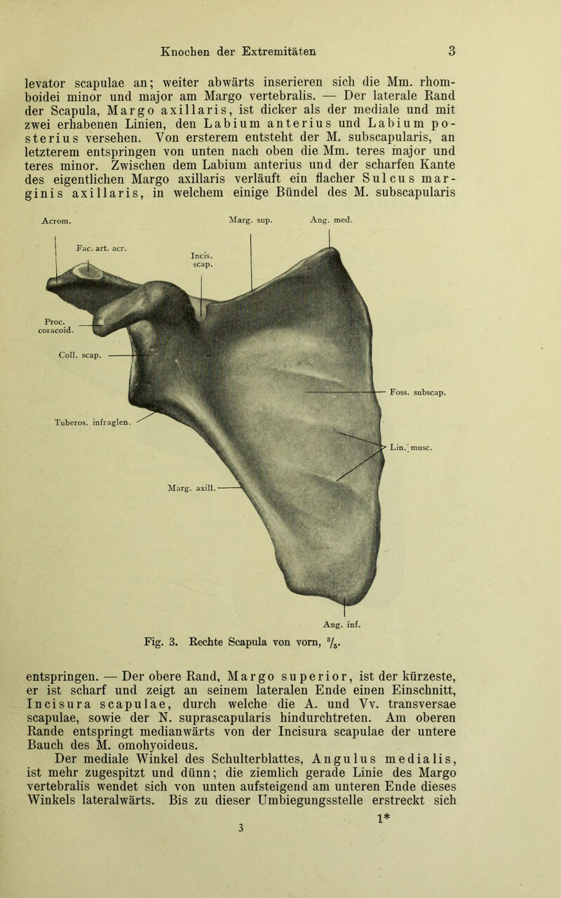 levator scapulae an; weiter abwärts inserieren sich die Mm. rhom- boidei minor und major am Margo vertebralis. — Der laterale Rand der Scapula, Margo axillaris, ist dicker als der mediale und mit zwei erhabenen Linien, den Labium anterius und Labium po- sterius versehen. Von ersterem entstellt der M. subscapularis, an letzterem entspringen von unten nach oben die Mm. teres major und teres minor. Zwischen dem Labium anterius und der scharfen Kante des eigentlichen Margo axillaris verläuft ein flacher Sulcus mar- ginis axillaris, in welchem einige Bündel des M. subscapularis Acrom. Marg. sup. Ang. med. Ang. inf. Fig. 3. Rechte Scapula von vom, 3/B. Coli. scap. Foss. subscap. Marg. axill. Proc. coracoid. Tuberos. infraglen. Lin/ musc. entspringen. — Der obere Rand, Margo superior, ist der kürzeste, er ist scharf und zeigt an seinem lateralen Ende einen Einschnitt, Incisura scapulae, durch welche die A. und Vv. transversae scapulae, sowie der N. suprascapularis hindurchtreten. Am oberen Rande entspringt medianwärts von der Incisura scapulae der untere Bauch des M. omohyoideus. Der mediale Winkel des Schulterblattes, Angulus medialis, ist mehr zugespitzt und dünn; die ziemlich gerade Linie des Margo vertebralis wendet sich von unten aufsteigend am unteren Ende dieses Winkels lateralwärts. Bis zu dieser Umbiegungsstelle erstreckt sich 1*