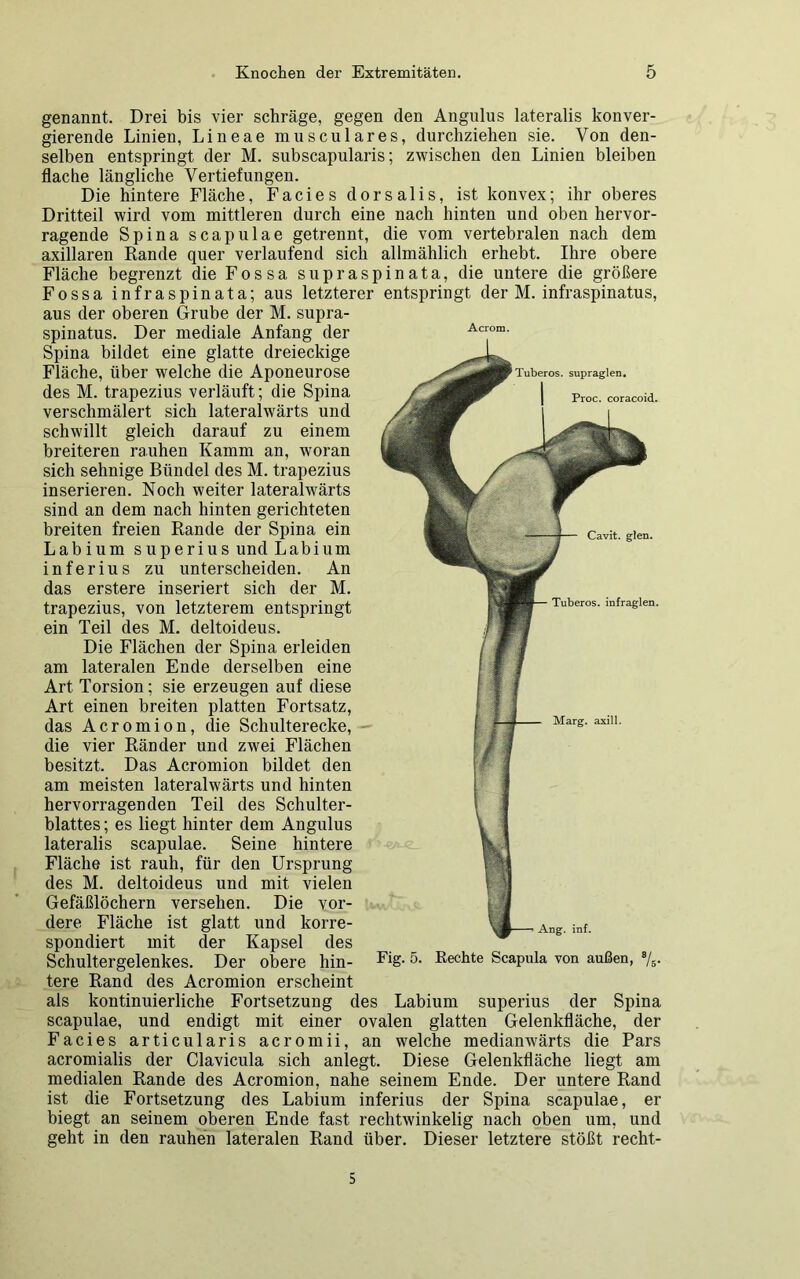 genannt. Drei bis vier schräge, gegen den Angulus lateralis konver- gierende Linien, Lineae musculares, durchziehen sie. Von den- selben entspringt der M. subscapularis; zwischen den Linien bleiben flache längliche Vertiefungen. Die hintere Fläche, Facies dorsalis, ist konvex; ihr oberes Dritteil wird vom mittleren durch eine nach hinten und oben hervor- ragende Spina scapulae getrennt, die vom vertebralen nach dem axillaren Rande quer verlaufend sich allmählich erhebt. Ihre obere Fläche begrenzt die F o s s a s u p r a s p i n a t a, die untere die größere Fossa infraspinata; aus letzterer entspringt der M. infraspinatus, aus der oberen Grube der M. supra- spinatus. Der mediale Anfang der Spina bildet eine glatte dreieckige Fläche, über welche die Aponeurose des M. trapezius verläuft; die Spina verschmälert sich laterahvärts und schwillt gleich darauf zu einem breiteren rauhen Kamm an, woran sich sehnige Bündel des M. trapezius inserieren. Noch weiter lateralwärts sind an dem nach hinten gerichteten breiten freien Rande der Spina ein Labium superius und Labium inferius zu unterscheiden. An das erstere inseriert sich der M. trapezius, von letzterem entspringt ein Teil des M. deltoideus. Die Flächen der Spina erleiden am lateralen Ende derselben eine Art Torsion; sie erzeugen auf diese Art einen breiten platten Fortsatz, das Acromion, die Schulterecke, die vier Ränder und zwei Flächen besitzt. Das Acromion bildet den am meisten lateralwärts und hinten hervorragenden Teil des Schulter- blattes; es liegt hinter dem Angulus lateralis scapulae. Seine hintere Fläche ist rauh, für den Ursprung des M. deltoideus und mit vielen Gefäßlöchern versehen. Die vor- dere Fläche ist glatt und korre- spondiert mit der Kapsel des Schultergelenkes. Der obere hin- Fig. 5. Rechte Scapula von außen, s/5. tere Rand des Acromion erscheint als kontinuierliche Fortsetzung des Labium superius der Spina scapulae, und endigt mit einer ovalen glatten Gelenkfläche, der Facies articularis acromii, an welche medianwärts die Pars acromialis der Clavicula sich anlegt. Diese Gelenkfläche liegt am medialen Rande des Acromion, nahe seinem Ende. Der untere Rand ist die Fortsetzung des Labium inferius der Spina scapulae, er biegt an seinem oberen Ende fast rechtwinkelig nach oben um, und geht in den rauhen lateralen Rand über. Dieser letztere stößt recht- S