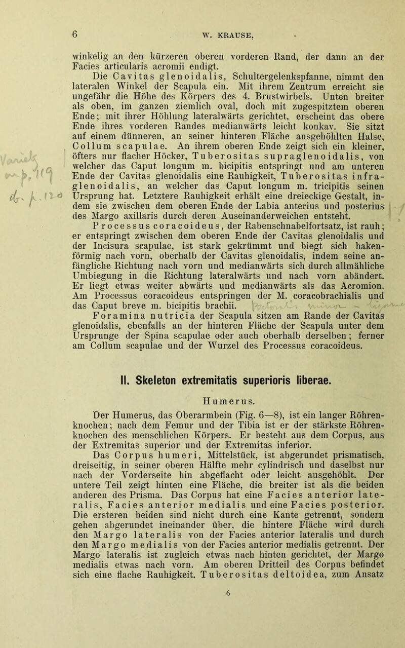 winkelig an den kürzeren oberen vorderen Rand, der dann an der Facies articularis acromii endigt. Die Cavitas glenoidalis, Schultergelenkspfanne, nimmt den lateralen Winkel der Scapula ein. Mit ihrem Zentrum erreicht sie ungefähr die Höhe des Körpers des 4. Brustwirbels. Unten breiter als oben, im ganzen ziemlich oval, doch mit zugespitztem oberen Ende; mit ihrer Höhlung lateralwärts gerichtet, erscheint das obere Ende ihres vorderen Randes medianwärts leicht konkav. Sie sitzt auf einem dünneren, an seiner hinteren Fläche ausgehöhlten Halse, Collum scapulae. An ihrem oberen Ende zeigt sich ein kleiner, öfters nur flacher Höcker, Tuberositas supraglenoidalis, von welcher das Caput longum m. bicipitis entspringt und am unteren Ende der Cavitas glenoidalis eine Rauhigkeit, Tuberositas infra- glenoidalis, an welcher das Caput longum m. tricipitis seinen Ursprung hat. Letztere Rauhigkeit erhält eine dreieckige Gestalt, in- dem sie zwischen dem oberen Ende der Labia anterius und posterius des Margo axillaris durch deren Auseinanderweichen entsteht. Processus coracoideus, der Rabenschnabelfortsatz, ist rauh; er entspringt zwischen dem oberen Ende der Cavitas glenoidalis und der Incisura scapulae, ist stark gekrümmt und biegt sich haken- förmig nach vorn, oberhalb der Cavitas glenoidalis, indem seine an- fängliche Richtung nach vorn und medianwärts sich durch allmähliche Umbiegung in die Richtung lateralwärts und nach vorn abändert. Er liegt etwas weiter abwärts und medianwärts als das Acromion. Am Processus coracoideus entspringen der M. coracobrachialis und das Caput breve m. bicipitis brachii. Foramina nutricia der Scapula sitzen am Rande der Cavitas glenoidalis, ebenfalls an der hinteren Fläche der Scapula unter dem Ursprünge der Spina scapulae oder auch oberhalb derselben; ferner am Collum scapulae und der Wurzel des Processus coracoideus. II, Skeleton extremitatis superioris liberae. Humerus. Der Humerus, das Oberarmbein (Fig. 6—8), ist ein langer Röhren- knochen ; nach dem Femur und der Tibia ist er der stärkste Röhren- knochen des menschlichen Körpers. Er besteht aus dem Corpus, aus der Extremitas superior und der Extremitas inferior. Das Corpus humeri, Mittelstück, ist abgerundet prismatisch, dreiseitig, in seiner oberen Hälfte mehr cylindrisch und daselbst nur nach der Vorderseite hin abgeflacht oder leicht ausgehöhlt. Der untere Teil zeigt hinten eine Fläche, die breiter ist als die beiden anderen des Prisma. Das Corpus hat eine Facies anterior late- ralis, Facies anterior medialis und eine Facies posterior. Die ersteren beiden sind nicht durch eine Kante getrennt, sondern gehen abgerundet ineinander über, die hintere Fläche wird durch den Margo lateralis von der Facies anterior lateralis und durch den Margo medialis von der Facies anterior medialis getrennt. Der Margo lateralis ist zugleich etwas nach hinten gerichtet, der Margo medialis etwas nach vorn. Am oberen Dritteil des Corpus befindet sich eine flache Rauhigkeit. Tuberositas deltoidea, zum Ansatz 6