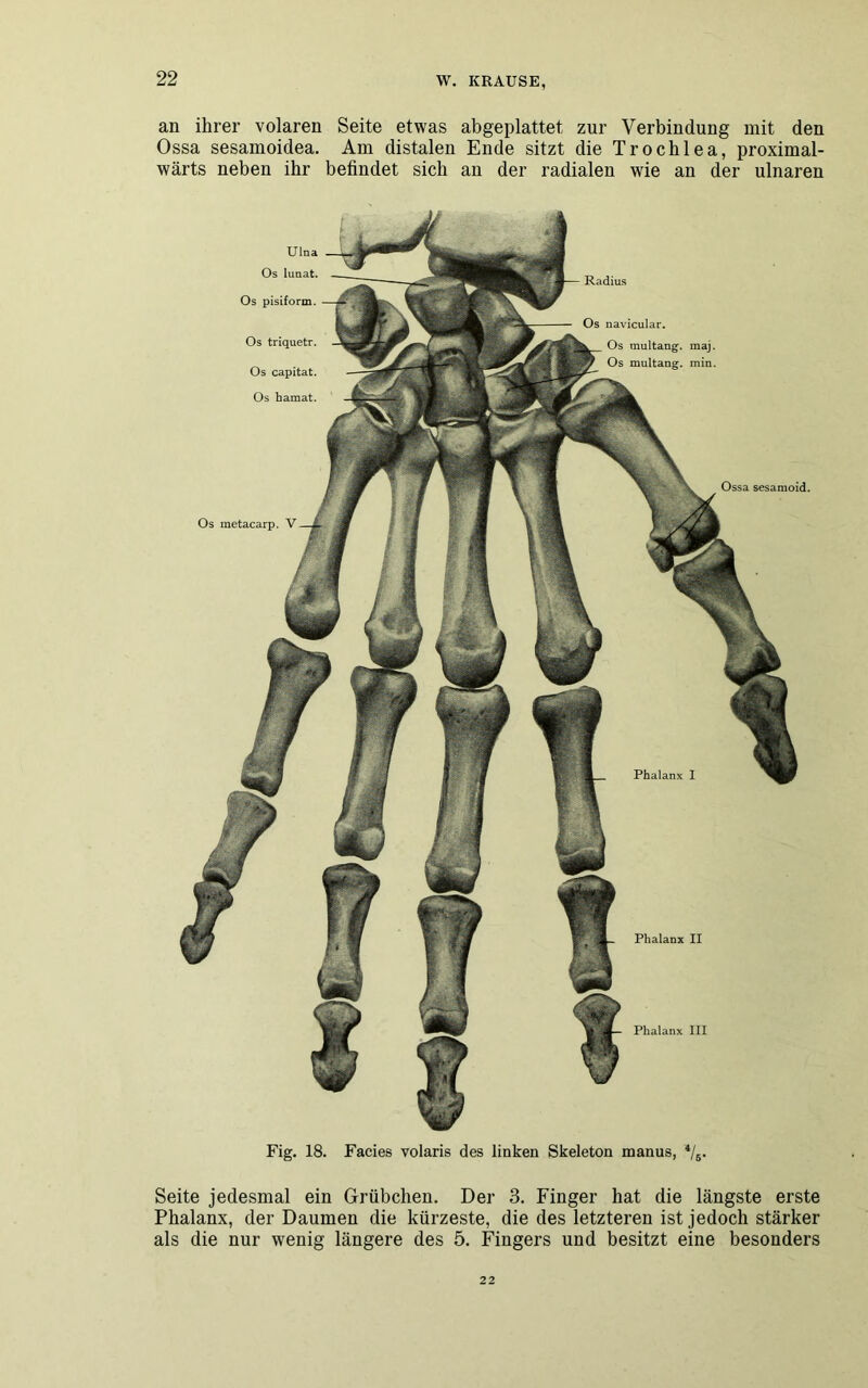 an ihrer volaren Seite etwas abgeplattet zur Verbindung mit den Ossa sesamoidea. Am distalen Ende sitzt die Trochlea, proximal- wärts neben ihr befindet sich an der radialen wie an der ulnaren Phalanx II Phalanx III Ulna Os lunat. Os pisiform. Os triquetr. Os capitat. Os hamat. Radius Os navicular. Os multang. maj. Os multang. min. Ossa sesamoid. Os metacarp. V Fig. 18. Facies volaris des linken Skeleton manus, 4/6. Seite jedesmal ein Grübchen. Der 3. Finger hat die längste erste Phalanx, der Daumen die kürzeste, die des letzteren ist jedoch stärker als die nur wenig längere des 5. Fingers und besitzt eine besonders 22