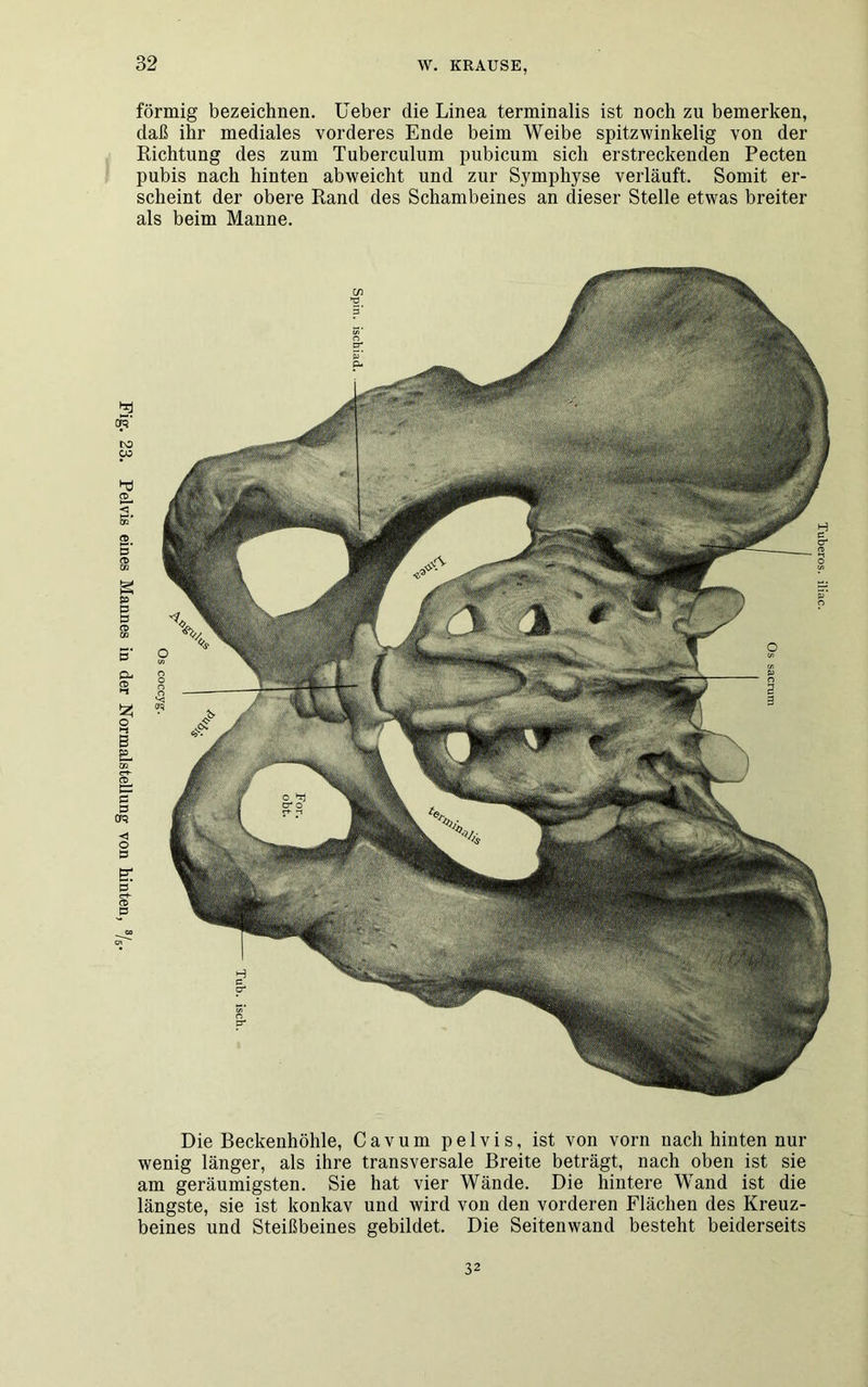 Fig. 23. Pelvis eines Mannes in der Normalstellung von hinten, förmig bezeichnen, lieber die Linea terminalis ist noch zu bemerken, daß ihr mediales vorderes Ende beim Weibe spitzwinkelig von der Richtung des zum Tuberculum pubicum sich erstreckenden Pecten pubis nach hinten abweicht und zur Symphyse verläuft. Somit er- scheint der obere Rand des Schambeines an dieser Stelle etwas breiter als beim Manne. Die Beckenhöhle, Cavum pelvis, ist von vorn nach hinten nur wenig länger, als ihre transversale Breite beträgt, nach oben ist sie am geräumigsten. Sie hat vier Wände. Die hintere Wand ist die längste, sie ist konkav und wird von den vorderen Flächen des Kreuz- beines und Steißbeines gebildet. Die Seitenwand besteht beiderseits 32 Tuberos. iliac.