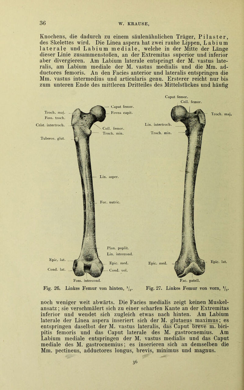 Knochens, die dadurch zu einem säulenähnlichen Träger, Pilaster, des Skelettes wird. Die Linea aspera hat zwei rauhe Lippen, Labium laterale und Labium mediale, welche in der Mitte der Länge dieser Linie Zusammenstößen, an der Extremitas superior und inferior aber divergieren. Am Labium laterale entspringt der M. vastus late- ralis, am Labium mediale der M. vastus medialis und die Mm. ad- ductores femoris. An den Facies anterior und lateralis entspringen die Mm. vastus intermedius und articularis genu. Ersterer reicht nur bis zum unteren Ende des mittleren Dritteiles des Mittelstückes und häutig Troch. maj. Foss. troch. Crist. intertroch. Tuberös, glut. Epic. lat. Cond. lat. Lin. asper. For. nutric. Caput femor. Fovea capit. Coli, femor. Troch. min. Plan, poplit. Lin. intercond. Epic. med. Cond. vol. Foss. intercond. Fig. 26. Linkes Femur von hinten, 1/a. Caput femor. I.nl 1 femnr Troch. maj. Lin. intertroch Troch. min Fac. patell. Fig. 27. Linkes Femur von vorn, 1/3. Epic. med. Epic. lat. noch weniger weit abwärts. Die Facies medialis zeigt keinen Muskel- ansatz ; sie verschmälert sich zu einer scharfen Kante an der Extremitas inferior und wendet sich zugleich etwas nach hinten. Am Labium laterale der Linea aspera inseriert sich der M. glutaeus maximus; es entspringen daselbst der M. vastus lateralis, das Caput breve m. bici- pitis femoris und das Caput laterale des M. gastrocnemius. Am Labium mediale entspringen der M. vastus medialis und das Caput mediale des M. gastrocnemius; es inserieren sich an demselben die Mm. pectineus, adductores longus, brevis, minimus und magnus. 36