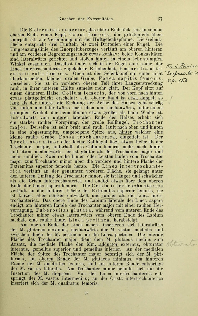 Die Extrem itas superior, das obere Endstück, hat an seinem oberen Ende einen Kopf, Caput femoris, der größtenteils iiber- knorpelt ist, zur Verbindung mit der Hüftgelenkspfanne. Die Gelenk- fläche entspricht drei Fünfteln bis zwei Dritteilen einer Kugel. Die Umgrenzungslinie des Knorpelüberzuges verläuft am oberen hinteren und am vorderen Begrenzungsrande etwas konkav; beide Konkavitäten sind lateralwärts gerichtet und stoßen hinten in einem sehr stumpfen Winkel zusammen. Daselbst findet sich in der Regel eine rauhe, der Linea intertrochanterica zugekehrte Erhabenheit, Eminentia arti- cularis colli femoris. Oben ist der Gelenkkopf mit einer nicht überknorpelten, kleinen ovalen Grube, Fovea capitis femoris, versehen. Sie ist im vorderen oberen Teil ihrer Längserstreckung rauh, in ihrer unteren Hälfte zumeist mehr glatt. Der Kopf sitzt auf einem dünneren Halse, Collum femoris, der von vorn nach hinten etwas plattgedrückt erscheint; sein oberer Rand ist etwa doppelt so lang als der untere; die Richtung der Achse des Halses geht schräg von unten und lateralwärts nach oben und medianwärts, unter einem stumpfen Winkel, der beim Manne etwas größer als beim Weibe ist. Lateralwärts vom unteren lateralen Ende des Halses erhebt sich ein starker rauher Vorsprung, der große Rollhügel, Trochanter major. Derselbe ist sehr breit und rauh, läuft nach oben und hinten in eine abgestumpfte, umgebogene Spitze aus, hinter, welcher eine kleine rauhe Grube, Fossa trochanterica, eingetieft ist. Der Trochanter minor oder kleine Rollhügel liegt etwas tiefer als der Trochanter major, unterhalb des Collum femoris mehr nach hinten und etwas medianwärts; er ist glatter als der Trochanter major und mehr rundlich. Zwei rauhe Linien oder Leisten laufen vom Trochanter major zum Trochanter minor über die vordere und hintere Fläche der Extremitas superior femoris herab. Die Linea intertrochante- rica verläuft an der genannten vorderen Fläche, sie gelangt unter den unteren Umfang des Trochanter minor, sie ist länger und schwächer als die Crista intertrochanterica und endigt etwas über dem oberen Ende der Linea aspera femoris. Die Crista intertrochanterica verläuft an der hinteren Fläche der Extremitas superior femoris, sie ist kürzer, aber stärker entwickelt und rauher als die Linea inter- trochanterica. Das obere Ende des Labium laterale der Linea aspera endigt am hinteren Rande des Trochanter major mit einer rauhen Her- vorragung, Tuberositas glutaea, während vom unteren Ende des Trochanter minor etwas lateralwärts vom oberen Ende des Labium mediale eine rauhe Linie, Linea pectinea, herabsteigt. Am oberen Ende der Linea aspera inserieren sich lateralwärts der M. glutaeus maximus, medianwärts der M. vastus medialis und zwischen ihnen der M. pectineus an die Linea pectinea. Die laterale Fläche des Trochanter major dient dem M. glutaeus medius zum Ansatz, die mediale Fläche den Mm. ^dfluctor externus, obturator internus, gemellus superior und gemellus inferior. An der medialen Fläche der Spitze des Trochanter major befestigt sich der M. piri- formis, am oberen Rande der M. glutaeus minimus, am hinteren Rande der M. quadratus femoris, und am unteren Rande entspringt der M. vastus lateralis. Am Trochanter minor befindet sich nur die Insertion des M. iliopsoas. Von der Linea intertrochanterica ent- springt der M. vastus intermedius; an der Crista intertrochanterica inseriert sich der M. quadratus femoris. /Sr *r v./>. /Sb * 37