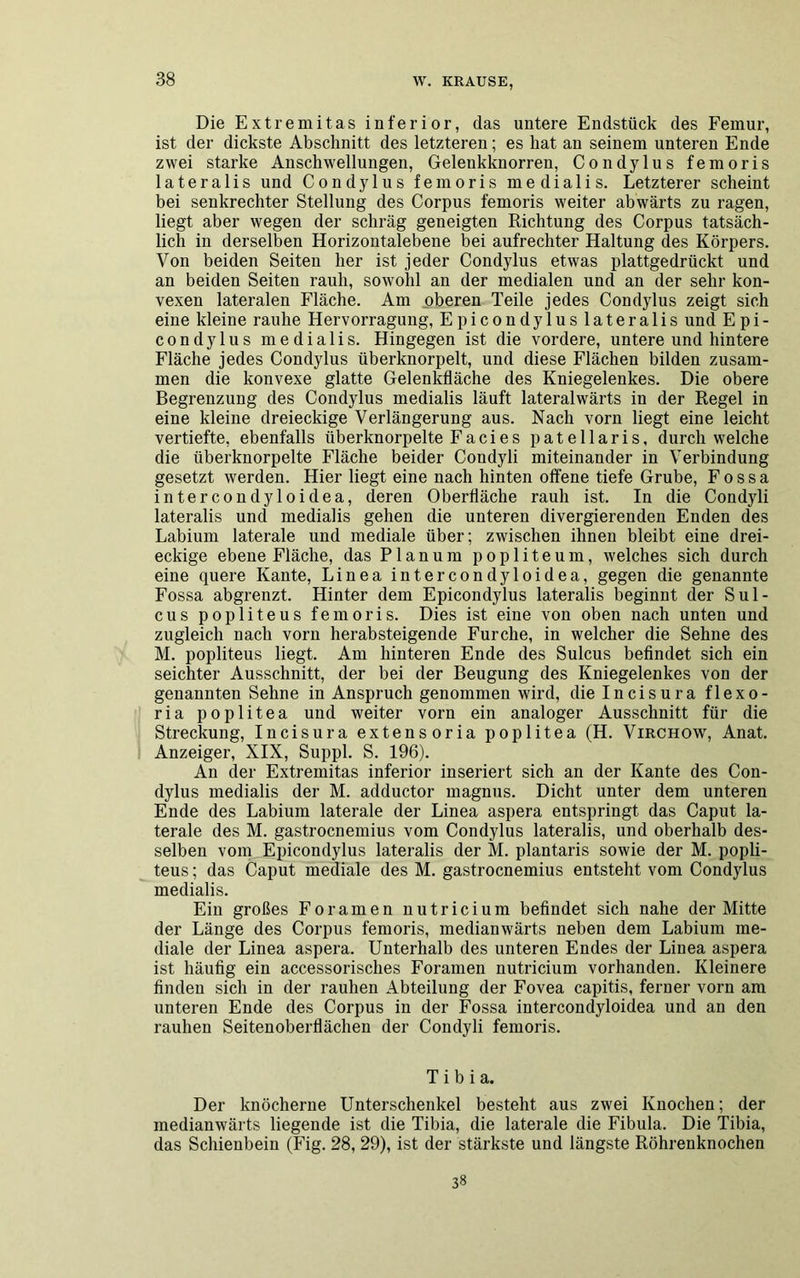 Die Extremitas inferior, das untere Endstück des Femur, ist der dickste Abschnitt des letzteren; es hat an seinem unteren Ende zwei starke Anschwellungen, Gelenkknorren, Condylus femoris lateralis und Condylus femoris medialis. Letzterer scheint bei senkrechter Stellung des Corpus femoris weiter abwärts zu ragen, liegt aber wegen der schräg geneigten Richtung des Corpus tatsäch- lich in derselben Horizontalebene bei aufrechter Haltung des Körpers. Von beiden Seiten her ist jeder Condylus etwas plattgedrückt und an beiden Seiten rauh, sowohl an der medialen und an der sehr kon- vexen lateralen Fläche. Am oberen Teile jedes Condylus zeigt sich eine kleine rauhe Hervorragung, Epicondylus lateralis und Epi- condylus medialis. Hingegen ist die vordere, untere und hintere Fläche jedes Condylus überknorpelt, und diese Flächen bilden zusam- men die konvexe glatte Gelenkfläche des Kniegelenkes. Die obere Begrenzung des Condylus medialis läuft lateralwärts in der Regel in eine kleine dreieckige Verlängerung aus. Nach vorn liegt eine leicht vertiefte, ebenfalls überknorpelte Facies patellaris, durch welche die überknorpelte Fläche beider Coudyli miteinander in Verbindung gesetzt werden. Hier liegt eine nach hinten offene tiefe Grube, F o s s a intercondyloidea, deren Oberfläche rauh ist. In die Condyli lateralis und medialis gehen die unteren divergierenden Enden des Labium laterale und mediale über; zwischen ihnen bleibt eine drei- eckige ebene Fläche, das Planum popliteum, welches sich durch eine quere Kante, Linea intercondyloidea, gegen die genannte Fossa abgrenzt. Hinter dem Epicondylus lateralis beginnt der Sul- cus popliteus femoris. Dies ist eine von oben nach unten und zugleich nach vorn herab steigen de Furche, in welcher die Sehne des M. popliteus liegt. Am hinteren Ende des Sulcus befindet sich ein seichter Ausschnitt, der bei der Beugung des Kniegelenkes von der genannten Sehne in Anspruch genommen wird, die Incisura flexo- ria poplitea und weiter vorn ein analoger Ausschnitt für die Streckung, Incisura extensoria poplitea (H. Virchow, Anat. Anzeiger, XIX, Suppl. S. 196). An der Extremitas inferior inseriert sich an der Kante des Con- dylus medialis der M. adductor magnus. Dicht unter dem unteren Ende des Labium laterale der Linea aspera entspringt das Caput la- terale des M. gastrocnemius vom Condylus lateralis, und oberhalb des- selben vom Epicondylus lateralis der M. plantaris sowie der M. popli- teus ; das Caput mediale des M. gastrocnemius entsteht vom Condylus medialis. Ein großes Foramen nutricium befindet sich nahe der Mitte der Länge des Corpus femoris, medianwärts neben dem Labium me- diale der Linea aspera. Unterhalb des unteren Endes der Linea aspera ist häufig ein accessorisches Foramen nutricium vorhanden. Kleinere finden sich in der rauhen Abteilung der Fovea capitis, ferner vorn am unteren Ende des Corpus in der Fossa intercondyloidea und an den rauhen Seitenoberflächen der Condyli femoris. Tibia. Der knöcherne Unterschenkel besteht aus zwei Knochen; der medianwärts liegende ist die Tibia, die laterale die Fibula. Die Tibia, das Schienbein (Fig. 28, 29), ist der stärkste und längste Röhrenknochen 38