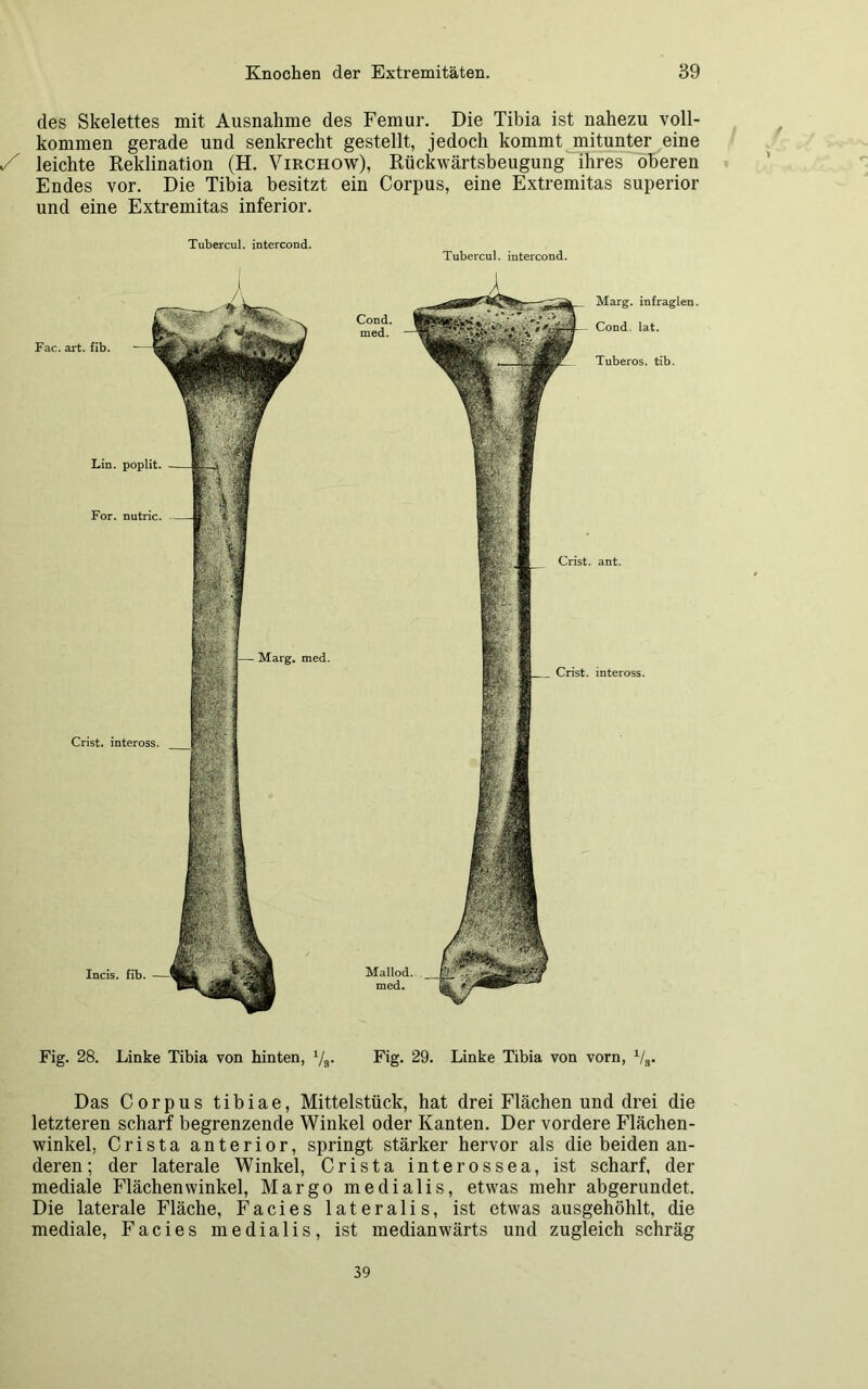 des Skelettes mit Ausnahme des Femur. Die Tibia ist nahezu voll- kommen gerade und senkrecht gestellt, jedoch kommt mitunter eine leichte Reklination (H. Virchow), Rückwärtsbeugung ihres oberen Endes vor. Die Tibia besitzt ein Corpus, eine Extremitas superior und eine Extremitas inferior. Tubercul. intercond. Tubercul. intercond. Fac. art. fib. Lin. poplit For. nutric Crist. inteross. Marg. med. Incis. fib. Marg. infraglen. Cond. lat. Tuberos. tib. ant. inteross. Fig. 28. Linke Tibia von hinten, Vs- Fig. 29. Linke Tibia von vorn, Vs. Das Corpus tibiae, Mittelstück, hat drei Flächen und drei die letzteren scharf begrenzende Winkel oder Kanten. Der vordere Flächen- winkel, Crista anterior, springt stärker hervor als die beiden an- deren; der laterale Winkel, Crista interossea, ist scharf, der mediale Flächenwinkel, Margo medialis, etwas mehr abgerundet. Die laterale Fläche, Facies lateralis, ist etwas ausgehöhlt, die mediale, Facies medialis, ist medianwärts und zugleich schräg 39