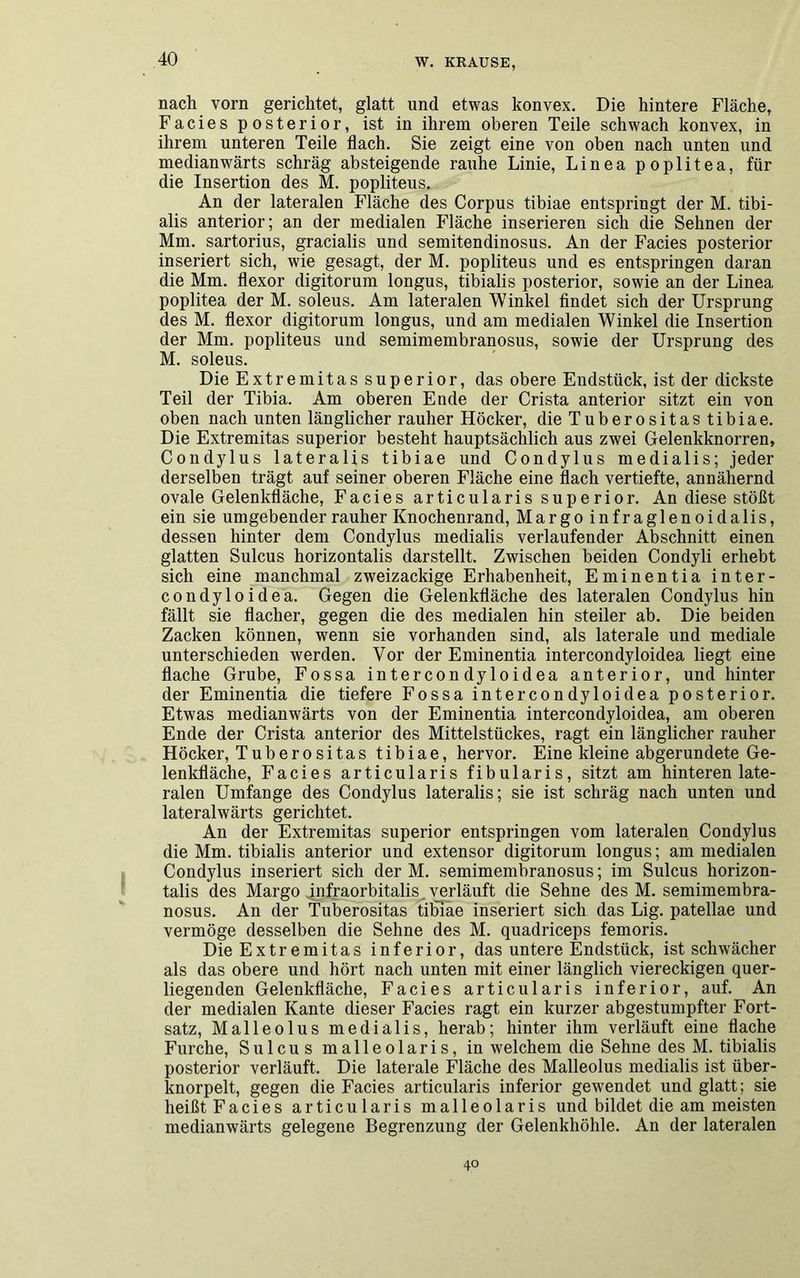 nach vorn gerichtet, glatt und etwas konvex. Die hintere Fläche, Facies posterior, ist in ihrem oberen Teile schwach konvex, in ihrem unteren Teile flach. Sie zeigt eine von oben nach unten und medianwärts schräg absteigende rauhe Linie, Linea poplitea, für die Insertion des M. popliteus. An der lateralen Fläche des Corpus tibiae entspringt der M. tibi- alis anterior; an der medialen Fläche inserieren sich die Sehnen der Mm. sartorius, gracialis und semitendinosus. An der Facies posterior inseriert sich, wie gesagt, der M. popliteus und es entspringen daran die Mm. flexor digitorum longus, tibialis posterior, sowie an der Linea poplitea der M. soleus. Am lateralen Winkel findet sich der Ursprung des M. flexor digitorum longus, und am medialen Winkel die Insertion der Mm. popliteus und semimembranosus, sowie der Ursprung des M. soleus. Die Extremitas superior, das obere Endstück, ist der dickste Teil der Tibia. Am oberen Ende der Crista anterior sitzt ein von oben nach unten länglicher rauher Höcker, die Tuberositas tibiae. Die Extremitas superior besteht hauptsächlich aus zwei Gelenkknorren, Condylus lateralis tibiae und Condylus medialis; jeder derselben trägt auf seiner oberen Fläche eine flach vertiefte, annähernd ovale Gelenkfläche, Facies articularis superior. An diese stößt ein sie umgebender rauher Knochenrand, Margo infraglenoidalis, dessen hinter dem Condylus medialis verlaufender Abschnitt einen glatten Sulcus horizontalis darstellt. Zwischen beiden Condyli erhebt sich eine manchmal zweizackige Erhabenheit, Eminentia inter- condyloidea. Gegen die Gelenkfläche des lateralen Condylus hin fällt sie flacher, gegen die des medialen hin steiler ab. Die beiden Zacken können, wenn sie vorhanden sind, als laterale und mediale unterschieden werden. Vor der Eminentia intercondyloidea liegt eine flache Grube, Fossa intercondyloidea anterior, und hinter der Eminentia die tiefere Fossa intercondyloidea posterior. Etwas medianwärts von der Eminentia intercondyloidea, am oberen Ende der Crista anterior des Mittelstückes, ragt ein länglicher rauher Höcker, Tuberositas tibiae, hervor. Eine kleine abgerundete Ge- lenkfläche, Facies articularis fibularis, sitzt am hinteren late- ralen Umfange des Condylus lateralis; sie ist schräg nach unten und lateralwärts gerichtet. An der Extremitas superior entspringen vom lateralen Condylus die Mm. tibialis anterior und extensor digitorum longus; am medialen Condylus inseriert sich der M. semimembranosus; im Sulcus horizon- talis des Margo infraorbitalis verläuft die Sehne des M. semimembra- nosus. An der Tuberositas tibiae inseriert sich das Lig. patellae und vermöge desselben die Sehne des M. quadriceps femoris. Die Extremitas inferior, das untere Endstück, ist schwächer als das obere und hört nach unten mit einer länglich viereckigen quer- liegenden Gelenkfläche, Facies articularis inferior, auf. An der medialen Kante dieser Facies ragt ein kurzer abgestumpfter Fort- satz, Malleolus medialis, herab; hinter ihm verläuft eine flache Furche, Sulcus malleolaris, in welchem die Sehne des M. tibialis posterior verläuft. Die laterale Fläche des Malleolus medialis ist über- knorpelt, gegen die Facies articularis inferior gewendet und glatt; sie heißt Facies articularis malleolaris und bildet die am meisten medianwärts gelegene Begrenzung der Gelenkhöhle. An der lateralen 40