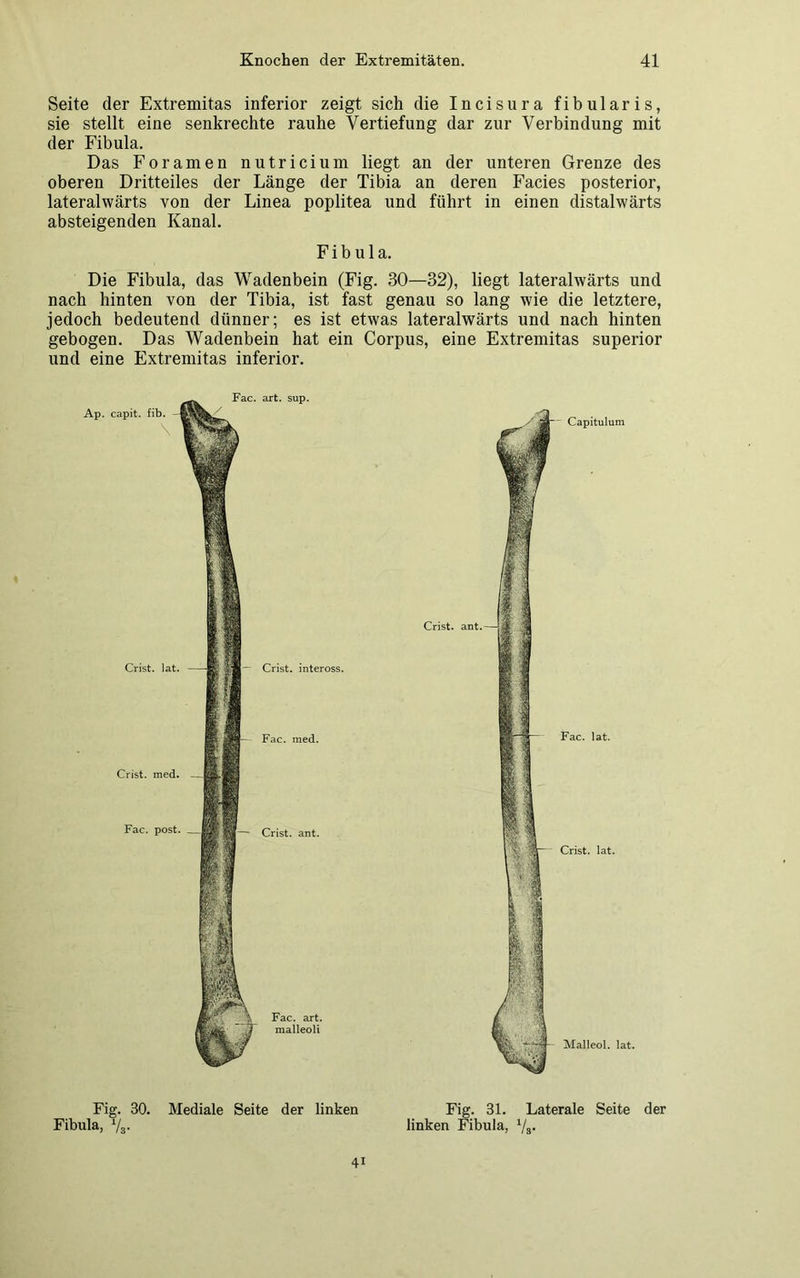 Seite der Extremitas inferior zeigt sich die Incisura fibularis, sie stellt eine senkrechte rauhe Vertiefung dar zur Verbindung mit der Fibula. Das Foramen nutricium liegt an der unteren Grenze des oberen Dritteiles der Länge der Tibia an deren Facies posterior, lateralwärts von der Linea poplitea und führt in einen distalwärts absteigenden Kanal. Fibula. Die Fibula, das Wadenbein (Fig. 30—32), liegt lateralwärts und nach hinten von der Tibia, ist fast genau so lang wie die letztere, jedoch bedeutend dünner; es ist etwas lateralwärts und nach hinten gebogen. Das Wadenbein hat ein Corpus, eine Extremitas superior und eine Extremitas inferior. Crist. inteross. Fac. med. Crist. ant. Fac. art. malleoli Ap. art. sup. Capitulum Crist. ant. Fac. lat. Crist. lat. Malleol. lat. Fig. 30. Mediale Seite der linken Fibula, V«. Fig. 31. Laterale Seite der linken Fibula, 1/a. 4i