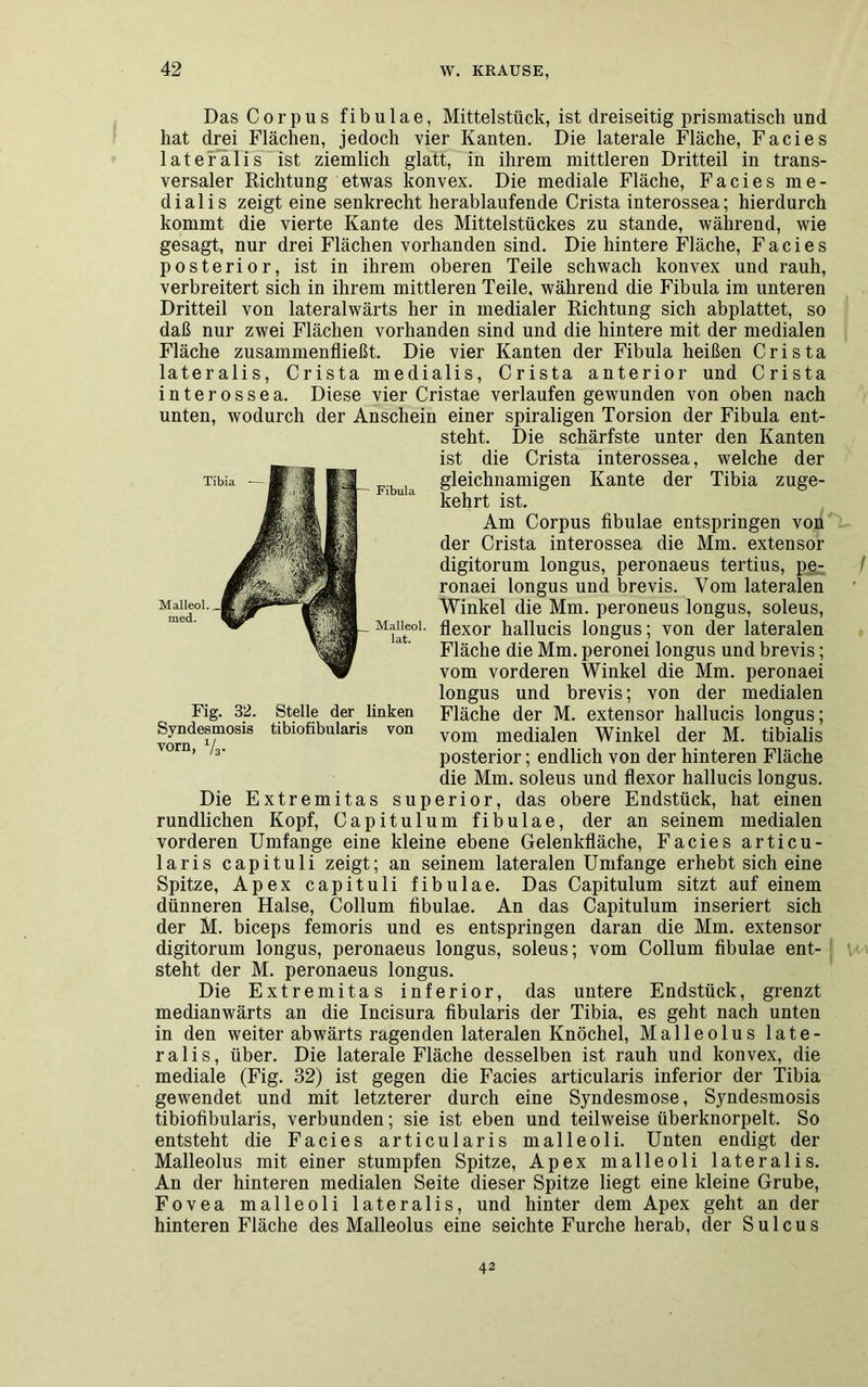 Das Corpus fibulae, Mittelstück, ist dreiseitig prismatisch und hat drei Flächen, jedoch vier Kanten. Die laterale Fläche, Facies lateralis ist ziemlich glatt, in ihrem mittleren Dritteil in trans- versaler Richtung etwas konvex. Die mediale Fläche, Facies me- dial is zeigt eine senkrecht herablaufende Crista interossea; hierdurch kommt die vierte Kante des Mittelstückes zu stände, während, wie gesagt, nur drei Flächen vorhanden sind. Die hintere Fläche, Facies posterior, ist in ihrem oberen Teile schwach konvex und rauh, verbreitert sich in ihrem mittleren Teile, während die Fibula im unteren Dritteil von lateralwärts her in medialer Richtung sich abplattet, so daß nur zwei Flächen vorhanden sind und die hintere mit der medialen Fläche zusammenfließt. Die vier Kanten der Fibula heißen Crista lateralis, Crista medialis, Crista anterior und Crista interossea. Diese vier Cristae verlaufen gewunden von oben nach unten, wodurch der Anschein einer spiraligen Torsion der Fibula ent- steht. Die schärfste unter den Kanten ist die Crista interossea, welche der gleichnamigen Kante der Tibia zuge- kehrt ist. Am Corpus fibulae entspringen von der Crista interossea die Mm. extensor digitorum longus, peronaeus tertius, pe- ronaei longus und brevis. Vom lateralen Winkel die Mm. peroneus longus, soleus, flexor hallucis longus; von der lateralen Fläche die Mm. peronei longus und brevis; vom vorderen Winkel die Mm. peronaei longus und brevis; von der medialen Fläche der M. extensor hallucis longus; vom medialen Winkel der M. tibialis posterior; endlich von der hinteren Fläche die Mm. soleus und flexor hallucis longus. Die Extremitas superior, das obere Endstück, hat einen rundlichen Kopf, Capitulum fibulae, der an seinem medialen vorderen Umfange eine kleine ebene Gelenkfläche, Facies articu- laris capituli zeigt; an seinem lateralen Umfange erhebt sich eine Spitze, Apex capituli fibulae. Das Capitulum sitzt auf einem dünneren Halse, Collum fibulae. An das Capitulum inseriert sich der M. biceps femoris und es entspringen daran die Mm. extensor digitorum longus, peronaeus longus, soleus; vom Collum fibulae ent- steht der M. peronaeus longus. Die Extremitas inferior, das untere Endstück, grenzt medianwärts an die Incisura fibularis der Tibia, es geht nach unten in den weiter abwärts ragenden lateralen Knöchel, Malleolus late- ralis, über. Die laterale Fläche desselben ist rauh und konvex, die mediale (Fig. 32) ist gegen die Facies articularis inferior der Tibia gewendet und mit letzterer durch eine Syndesmose, Syndesmosis tibiofibularis, verbunden; sie ist eben und teilweise überknorpelt. So entsteht die Facies articularis malleoli. Unten endigt der Malleolus mit einer stumpfen Spitze, Apex malleoli lateralis. An der hinteren medialen Seite dieser Spitze liegt eine kleine Grube, Fovea malleoli lateralis, und hinter dem Apex geht an der hinteren Fläche des Malleolus eine seichte Furche herab, der Sulcus Fig. 32. Stelle der linken Syndesmosis tibiofibularis von vorn, V3- 42