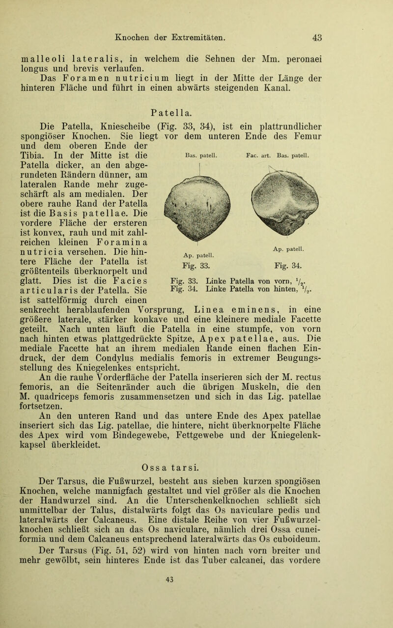 malleoli lateralis, in welchem die Sehnen der Mm. peronaei longus und brevis verlaufen. Das Foramen nutricium liegt in der Mitte der Länge der hinteren Fläche und führt in einen abwärts steigenden Kanal. Patella. Die Patella, Kniescheibe (Fig. 33, 34), ist ein plattrundlicher spongiöser Knochen. Sie liegt vor dem unteren Ende des Femur und dem oberen Ende der Tibia. In der Mitte ist die Patella dicker, an den abge- rundeten Rändern dünner, am lateralen Rande mehr zuge- schärft als am medialen. Der obere rauhe Rand der Patella ist die Basis patellae. Die vordere Fläche der ersteren ist konvex, rauh und mit zahl- reichen kleinen Foramina n u t r i c i a versehen. Die hin- tere Fläche der Patella ist größtenteils überknorpelt und glatt. Dies ist die Facies articularis der Patella. Sie ist sattelförmig durch einen senkrecht herablaufenden Vorsprung, Linea eminens, in eine größere laterale, stärker konkave und eine kleinere mediale Facette geteilt. Nach unten läuft die Patella in eine stumpfe, von vorn nach hinten etwas plattgedrückte Spitze, Apex patellae, aus. Die mediale Facette hat an ihrem medialen Rande einen flachen Ein- druck, der dem Condylus medialis femoris in extremer Beugungs- stellung des Kniegelenkes entspricht. An die rauhe Vorderfläche der Patella inserieren sich der M. rectus femoris, an die Seitenränder auch die übrigen Muskeln, die den M. quadriceps femoris zusammensetzen und sich in das Lig. patellae fortsetzen. An den unteren Rand und das untere Ende des Apex patellae inseriert sich das Lig. patellae, die hintere, nicht überknorpelte Fläche des Apex wird vom Bindegewebe, Fettgewebe und der Kniegelenk- kapsel überkleidet. Bas. patell. Fac. art. Bas. patell. Fig. 34. Fig. 33. Linke Patella von vorn, 1/2. Fig. 34. Linke Patella von hinten, 1/2 Ossa tarsi. Der Tarsus, die Fußwurzel, besteht aus sieben kurzen spongiösen Knochen, welche mannigfach gestaltet und viel größer als die Knochen der Handwurzel sind. An die Unterschenkelknochen schließt sich unmittelbar der Talus, distalwärts folgt das Os naviculare pedis und lateralwärts der Calcaneus. Eine distale Reihe von vier Fußwurzel- knochen schließt sich an das Os naviculare, nämlich drei Ossa cunei- formia und dem Calcaneus entsprechend lateralwärts das Os cuboideum. Der Tarsus (Fig. 51, 52) wird von hinten nach vorn breiter und mehr gewölbt, sein hinteres Ende ist das Tuber calcanei, das vordere 43