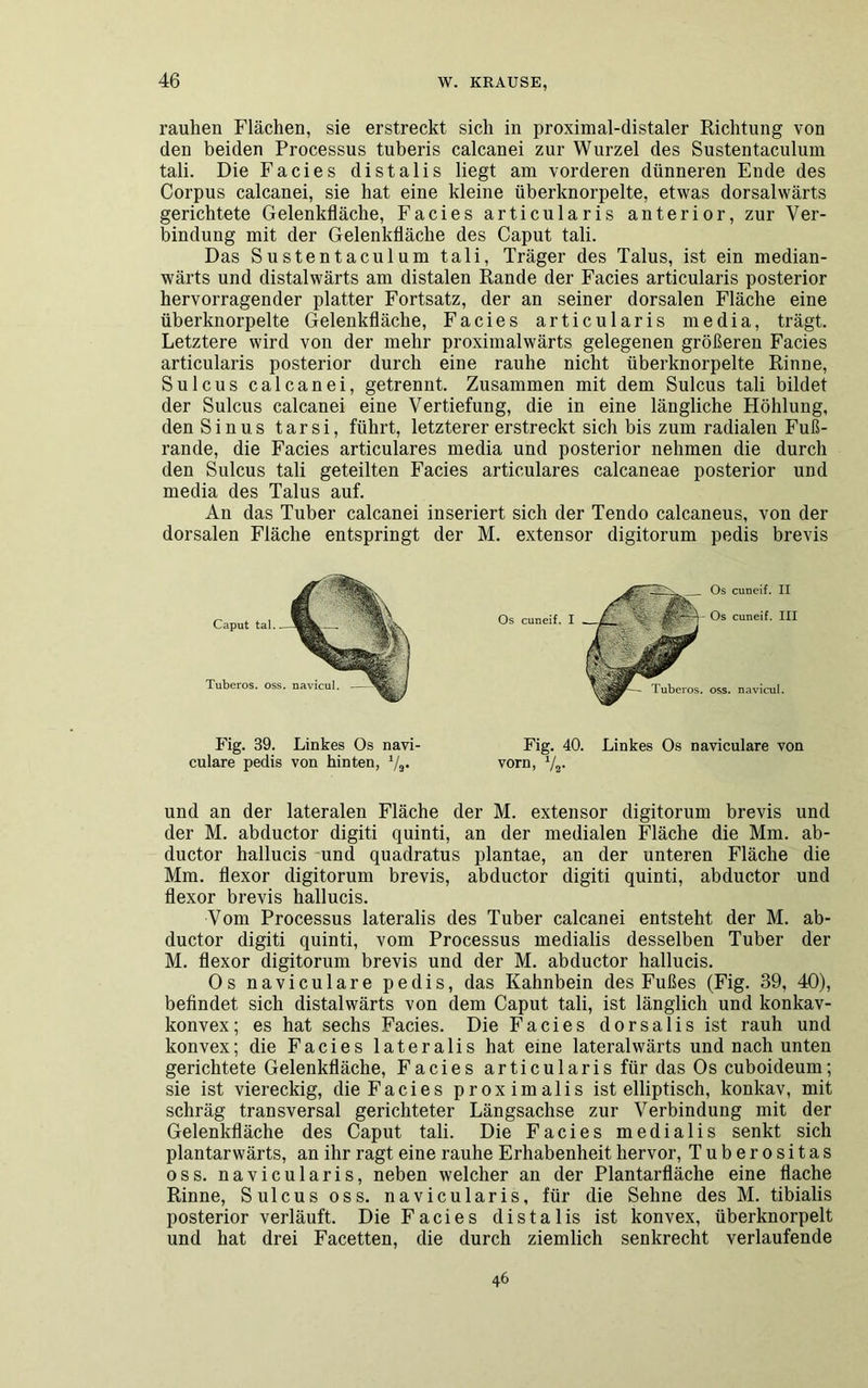 rauhen Flächen, sie erstreckt sich in proximal-distaler Richtung von den beiden Processus tuberis calcanei zur Wurzel des Sustentaculum tali. Die Facies distalis liegt am vorderen dünneren Ende des Corpus calcanei, sie hat eine kleine überknorpelte, etwas dorsalwärts gerichtete Gelenkfläche, Facies articularis anterior, zur Ver- bindung mit der Gelenkfläche des Caput tali. Das Sustentaculum tali, Träger des Talus, ist ein median- wärts und distalwärts am distalen Rande der Facies articularis posterior hervorragender platter Fortsatz, der an seiner dorsalen Fläche eine überknorpelte Gelenkfläche, Facies articularis media, trägt. Letztere wird von der mehr proximalwärts gelegenen größeren Facies articularis posterior durch eine rauhe nicht überknorpelte Rinne, Sulcus calcanei, getrennt. Zusammen mit dem Sulcus tali bildet der Sulcus calcanei eine Vertiefung, die in eine längliche Höhlung, den Sinus tarsi, führt, letzterer erstreckt sich bis zum radialen Fuß- rande, die Facies articulares media und posterior nehmen die durch den Sulcus tali geteilten Facies articulares calcaneae posterior und media des Talus auf. An das Tuber calcanei inseriert sich der Tendo calcaneus, von der dorsalen Fläche entspringt der M. extensor digitorum pedis brevis Fig. 39. Linkes Os navi- Fig. 40. Linkes Os naviculare von culare pedis von hinten, */»• vorn, ‘/2. und an der lateralen Fläche der M. extensor digitorum brevis und der M. abductor digiti quinti, an der medialen Fläche die Mm. ab- ductor hallucis und quadratus plantae, an der unteren Fläche die Mm. flexor digitorum brevis, abductor digiti quinti, abductor und flexor brevis hallucis. Vom Processus lateralis des Tuber calcanei entsteht der M. ab- ductor digiti quinti, vom Processus medialis desselben Tuber der M. flexor digitorum brevis und der M. abductor hallucis. Os naviculare pedis, das Kahnbein des Fußes (Fig. 39, 40), befindet sich distalwärts von dem Caput tali, ist länglich und konkav- konvex; es hat sechs Facies. Die Facies dorsalisist rauh und konvex; die Facies lateralis hat eine lateralwärts und nach unten gerichtete Gelenkfläche, Facies articularis für das Os cuboideum; sie ist viereckig, die Facies proximalis ist elliptisch, konkav, mit schräg transversal gerichteter Längsachse zur Verbindung mit der Gelenkfläche des Caput tali. Die Facies medialis senkt sich plantarwärts, an ihr ragt eine rauhe Erhabenheit hervor, Tuberositas oss. navicularis, neben welcher an der Plantarfläche eine flache Rinne, Sulcus oss. navicularis, für die Sehne des M. tibialis posterior verläuft. Die Facies distalis ist konvex, überknorpelt und hat drei Facetten, die durch ziemlich senkrecht verlaufende 46