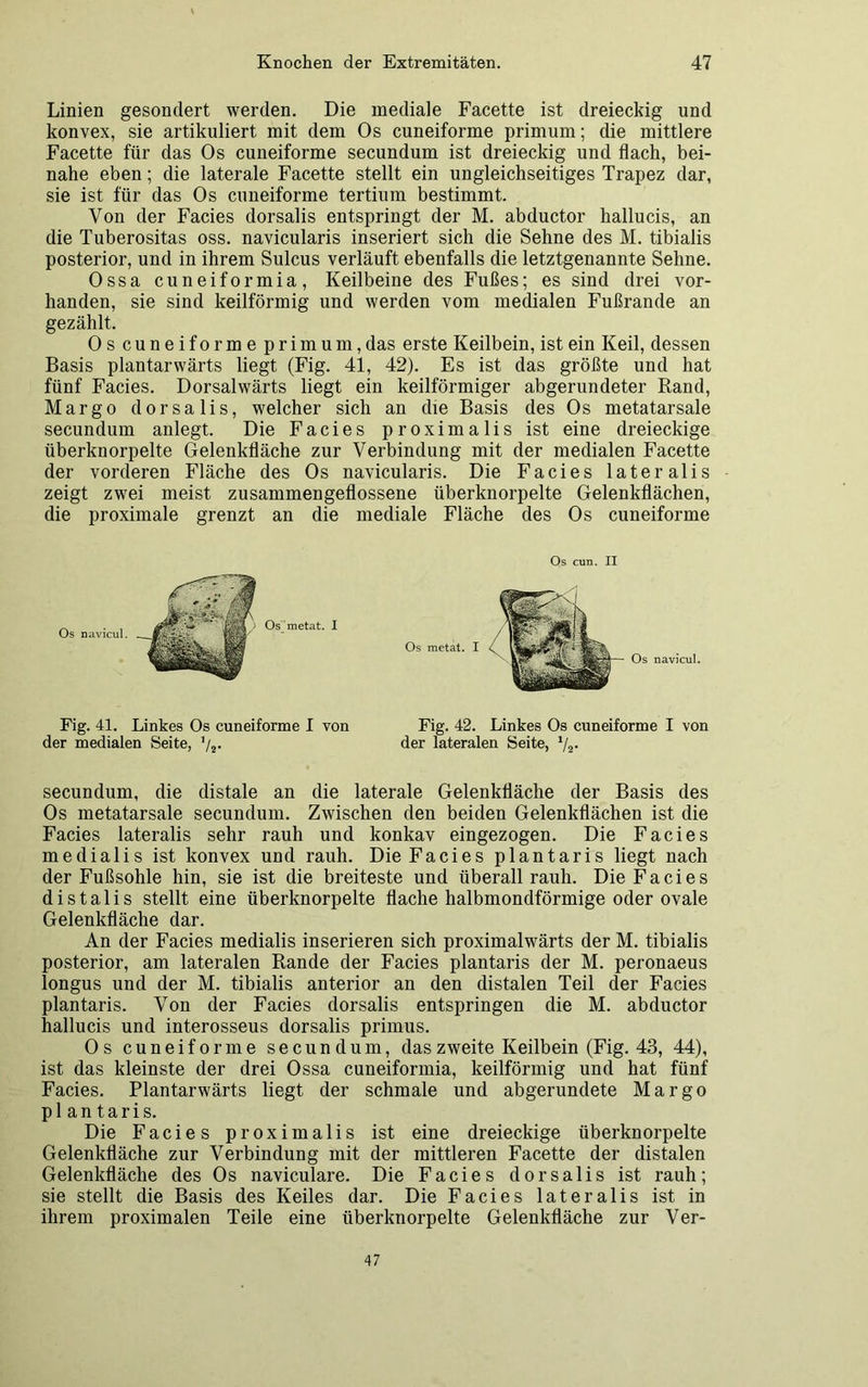 Linien gesondert werden. Die mediale Facette ist dreieckig und konvex, sie artikuliert mit dem Os cuneiforme primum; die mittlere Facette für das Os cuneiforme secundum ist dreieckig und flach, bei- nahe eben; die laterale Facette stellt ein ungleichseitiges Trapez dar, sie ist für das Os cuneiforme tertium bestimmt. Von der Facies dorsalis entspringt der M. abductor hallucis, an die Tuberositas oss. navicularis inseriert sich die Sehne des M. tibialis posterior, und in ihrem Sulcus verläuft ebenfalls die letztgenannte Sehne. Ossa cuneiformia, Keilbeine des Fußes; es sind drei vor- handen, sie sind keilförmig und werden vom medialen Fußrande an gezählt. Oscuneiformeprimum, das erste Keilbein, ist ein Keil, dessen Basis plantarwärts liegt (Fig. 41, 42). Es ist das größte und hat fünf Facies. Dorsalwärts liegt ein keilförmiger abgerundeter Rand, Margo dorsalis, welcher sich an die Basis des Os metatarsale secundum anlegt. Die Facies proximalis ist eine dreieckige überknorpelte Gelenkfläche zur Verbindung mit der medialen Facette der vorderen Fläche des Os navicularis. Die Facies lateralis zeigt zwei meist zusammengeflossene überknorpelte Gelenkflächen, die proximale grenzt an die mediale Fläche des Os cuneiforme Fig. 41. Linkes Os cuneiforme I von der medialen Seite, ’/2- Fig. 42. Linkes Os cuneiforme I von der lateralen Seite, 1/2. secundum, die distale an die laterale Gelenkfläche der Basis des Os metatarsale secundum. Zwischen den beiden Gelenkflächen ist die Facies lateralis sehr rauh und konkav eingezogen. Die Facies medialis ist konvex und rauh. Die Facies plantaris liegt nach der Fußsohle hin, sie ist die breiteste und überall rauh. Die Facies distalis stellt eine überknorpelte flache halbmondförmige oder ovale Gelenkfläche dar. An der Facies medialis inserieren sich proximalwärts der M. tibialis posterior, am lateralen Rande der Facies plantaris der M. peronaeus longus und der M. tibialis anterior an den distalen Teil der Facies plantaris. Von der Facies dorsalis entspringen die M. abductor hallucis und interosseus dorsalis primus. Os cuneiforme secundum, das zweite Keilbein (Fig. 43, 44), ist das kleinste der drei Ossa cuneiformia, keilförmig und hat fünf Facies. Plantarwärts liegt der schmale und abgerundete Margo plantaris. Die Facies proximalis ist eine dreieckige überknorpelte Gelenkfläche zur Verbindung mit der mittleren Facette der distalen Gelenkfläche des Os naviculare. Die Facies dorsalis ist rauh; sie stellt die Basis des Keiles dar. Die Facies lateralis ist in ihrem proximalen Teile eine überknorpelte Gelenkfläche zur Ver- 47