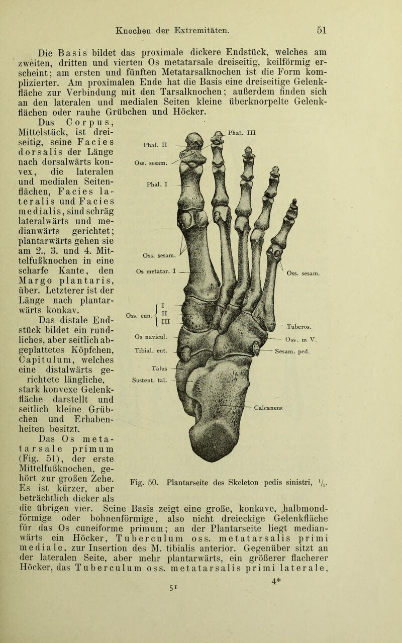 Phal. II Oss. sesam Phal. I Oss. sesam. Os metatar Oss. sesam. Die Basis bildet das proximale dickere Endstück, welches am zweiten, dritten und vierten Os metatarsale dreiseitig, keilförmig er- scheint; am ersten und fünften Metatarsalknochen ist die Form kom- plizierter. Am proximalen Ende hat die Basis eine dreiseitige Gelenk- däche zur Verbindung mit den Tarsalknochen; außerdem finden sich an den lateralen und medialen Seiten kleine überknorpelte Gelenk- flächen oder rauhe Grübchen und Höcker. Das Corpus, Mittelstück, ist drei- /^_Phai. in seitig, seine Facies dorsalis der Länge nach dorsalwärts kon- vex , die lateralen und medialen Seiten- flächen, Facies la- teralis und Facies m e d i a 1 i s, sin d schräg lateralwärts und me- dianwärts gerichtet; plantarwärts gehen sie am 2., 3. und 4. Mit- telfußknochen in eine scharfe Kante, den Margo plantaris, über. Letzterer ist der Länge nach plantar- wärts konkav. Das distale End- stück bildet ein rund- liches, aber seitlich ab- geplattetes Köpfchen, Capitulum, welches eine distalwärts ge- richtete längliche, stark konvexe Gelenk- fläche darstellt und seitlich kleine Grüb- chen und Erhaben- heiten besitzt. Das Os meta- tarsale prim um (Fig. 51), der erste Mittelfußknochen, ge- hört zur großen Zehe. Es ist kürzer, aber beträchtlich dicker als die übrigen vier. Seine Basis zeigt eine große, konkave, halbmond- förmige oder bohnenförmige, also nicht dreieckige Gelenkfläche für das Os cuneiforme primum; an der Plantarseite liegt median- wärts ein Höcker, Tuberculum oss. metatarsalis primi mediale, zur Insertion des M. tibialis anterior. Gegenüber sitzt an der lateralen Seite, aber mehr plantarwärts, ein größerer flacherer Höcker, das Tuberculum oss. metatarsalis primi laterale, Oss. cun. Os navicul. Tibial. ent. Talus Sustent. tal. Calcaneus Tuberos. Oss. m V. Sesam, ped. Fig. 50. Plantarseite des Skeleton pedis sinistri, 1/2.