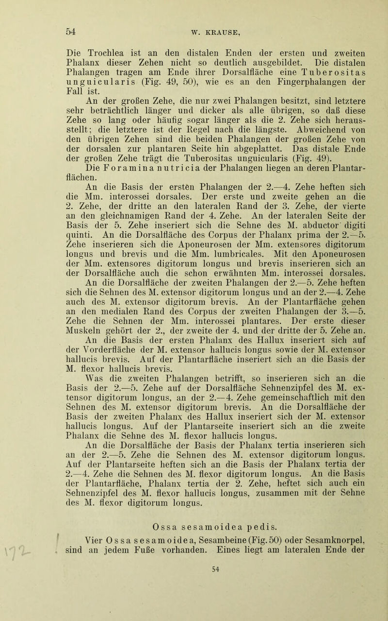 Die Troclilea ist an den distalen Enden der ersten und zweiten Phalanx dieser Zehen nicht so deutlich ausgebildet. Die distalen Phalangen tragen am Ende ihrer Dorsalfläche eine Tuberositas unguicularis (Fig. 49, 50), wie es an den Fingerphalangen der Fall ist. An der großen Zehe, die nur zwei Phalangen besitzt, sind letztere sehr beträchtlich länger und dicker als alle übrigen, so daß diese Zehe so lang oder häufig sogar länger als die 2. Zehe sich heraus- stellt; die letztere ist der Regel nach die längste. Abweichend von den übrigen Zehen sind die beiden Phalangen der großen Zehe von der dorsalen zur plantaren Seite hin abgeplattet. Das distale Ende der großen Zehe trägt die Tuberositas unguicularis (Fig. 49). Die Foramina nutricia der Phalangen liegen an deren Plantar- flächen. An die Basis der ersten Phalangen der 2.—4. Zehe heften sich die Mm. interossei dorsales. Der erste und zweite gehen an die 2. Zehe, der dritte an den lateralen Rand der 3. Zehe, der vierte an den gleichnamigen Rand der 4. Zehe. An der lateralen Seite der Basis der 5. Zehe inseriert sich die Sehne des M. abductor digit.i quinti. An die Dorsalfläche des Corpus der Phalanx prima der 2.-5. Zehe inserieren sich die Aponeurosen der Mm. extensores digitorum longus und brevis und die Mm. lumbricales. Mit den Aponeurosen der Mm. extensores digitorum longus und brevis inserieren sich an der Dorsalfläche auch die schon erwähnten Mm. interossei dorsales. An die Dorsalfläche der zweiten Phalangen der 2.—5. Zehe heften sich die Sehnen des M. extensor digitorum longus und an der 2.—4. Zehe auch des M. extensor digitorum brevis. An der Plantarfläche gehen an den medialen Rand des Corpus der zweiten Phalangen der 3.—5. Zehe die Sehnen der Mm. interossei plantares. Der erste dieser Muskeln gehört der 2., der zweite der 4. und der dritte der 5. Zehe an. An die Basis der ersten Phalanx des Hallux inseriert sich auf der Vorderfläche der M. extensor hallucis longus sowie der M. extensor hallucis brevis. Auf der Plantarfläche inseriert sich an die Basis der M. flexor hallucis brevis. Was die zweiten Phalangen betrifft, so inserieren sich an die Basis der 2.—5. Zehe auf der Dorsalfläche Sehnenzipfel des M. ex- tensor digitorum longus, an der 2.—4. Zehe gemeinschaftlich mit den Sehnen des M. extensor digitorum brevis. An die Dorsalfläche der Basis der zweiten Phalanx des Hallux inseriert sich der M. extensor hallucis longus. Auf der Plantarseite inseriert sich an die zweite Phalanx die Sehne des M. flexor hallucis longus. An die Dorsalfläche der Basis der Phalanx tertia inserieren sich an der 2.—5. Zehe die Sehnen des M. extensor digitorum longus. Auf der Plantarseite heften sich an die Basis der Phalanx tertia der 2.—4. Zehe die Sehnen des M. flexor digitorum longus. An die Basis der Plantarfläche, Phalanx tertia der 2. Zehe, heftet sich auch ein Sehnenzipfel des M. flexor hallucis longus, zusammen mit der Sehne des M. flexor digitorum longus. Ossa sesamoidea pedis. Vier Ossasesamoidea, Sesambeine (Fig. 50) oder Sesamknorpel, sind an jedem Fuße vorhanden. Eines liegt am lateralen Ende der 54